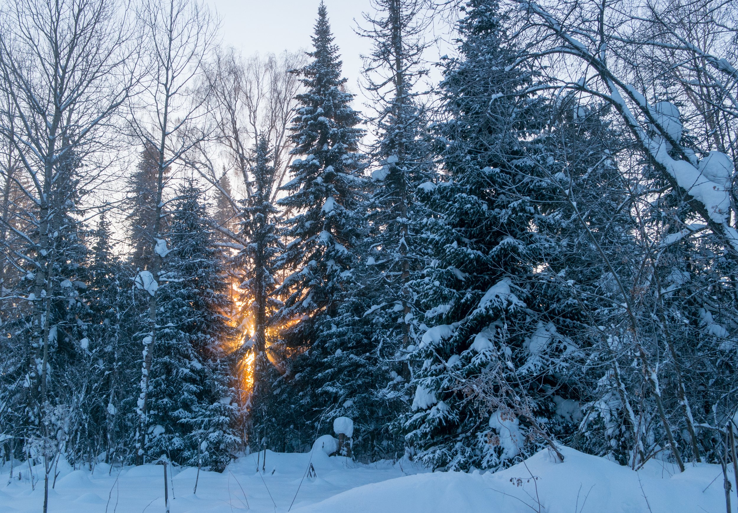 мороз, рассвет, елки, Андрей Хаймин