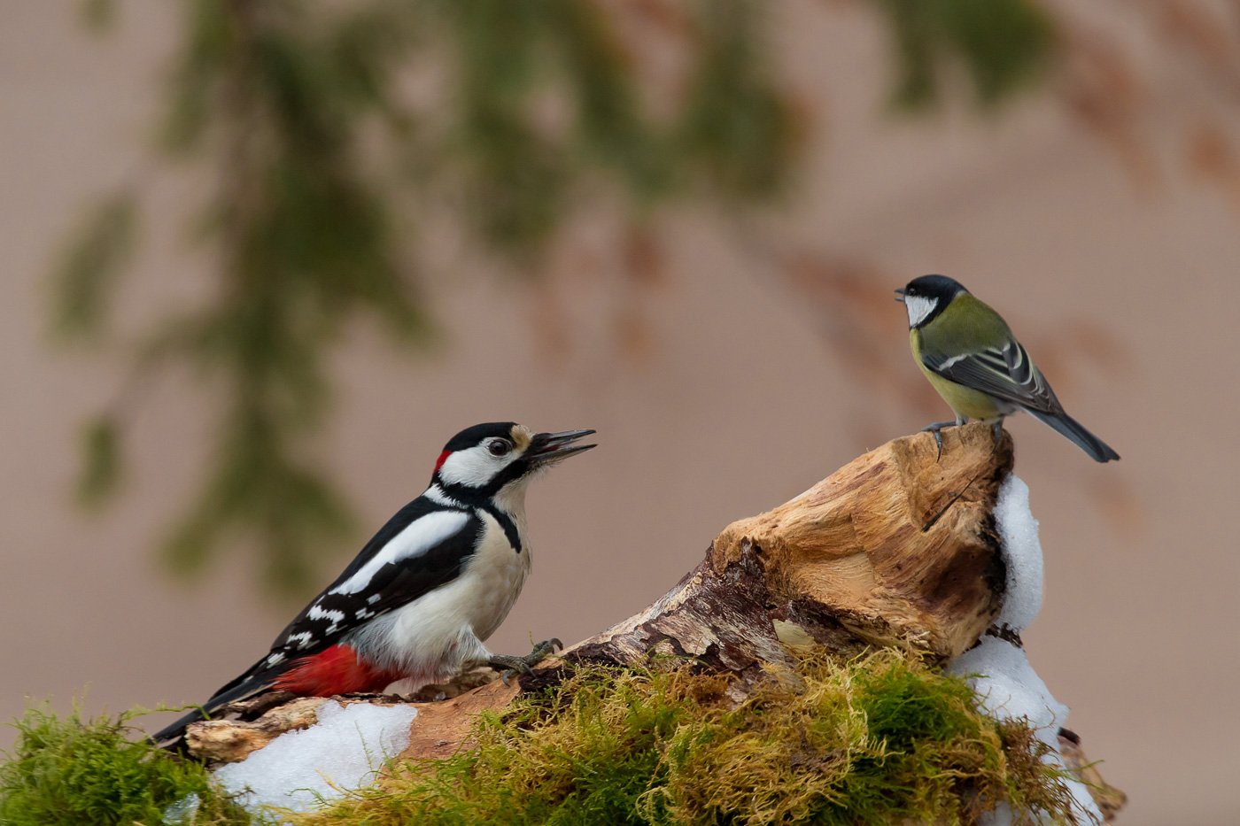 птицы, дятел, wildlife, birds, синица, great spotted woodpecker, parus major, Алексей Юденков