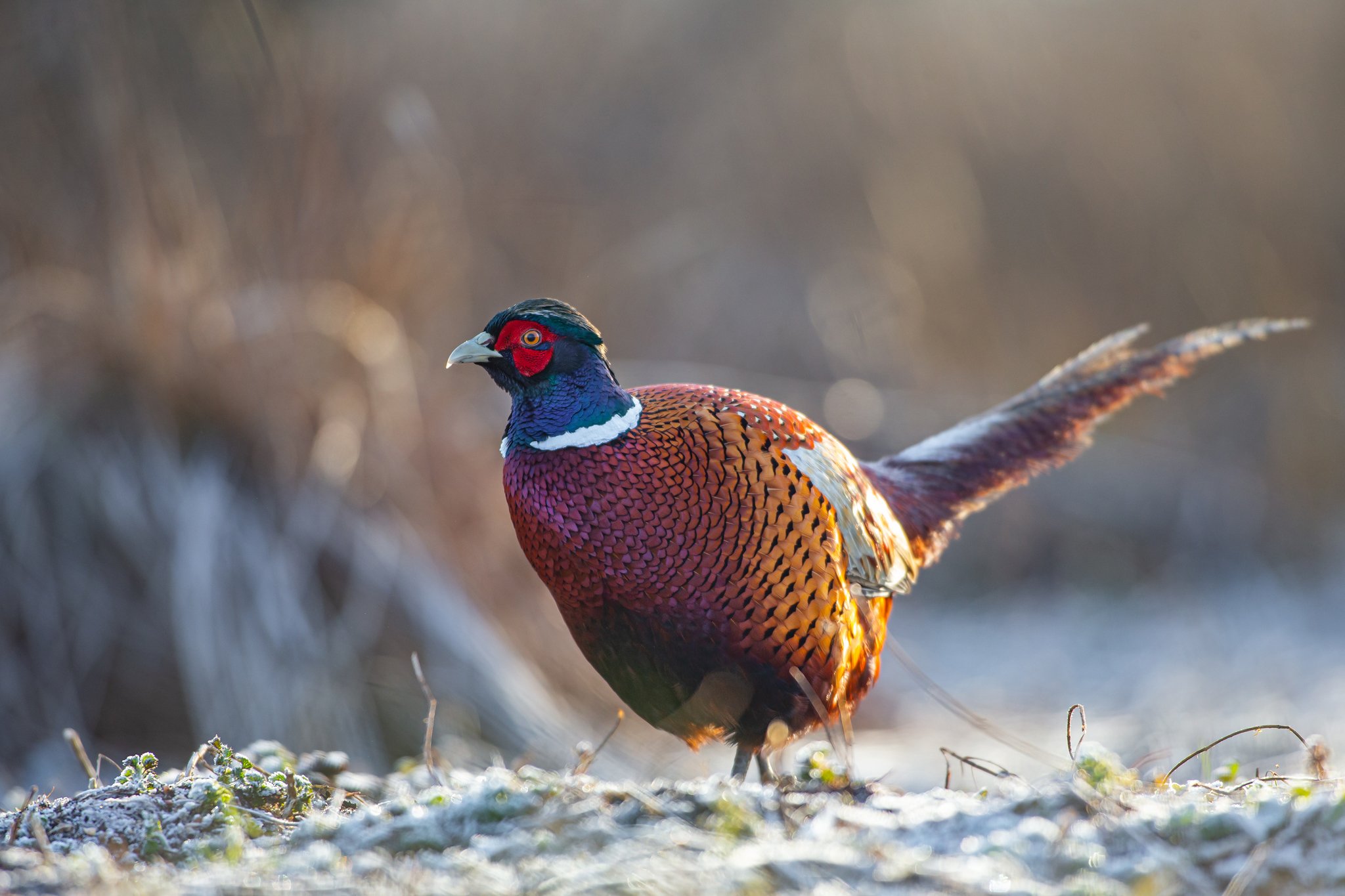 pheasant, animals, winter, wild, bird,, Lukasz Dobkowski