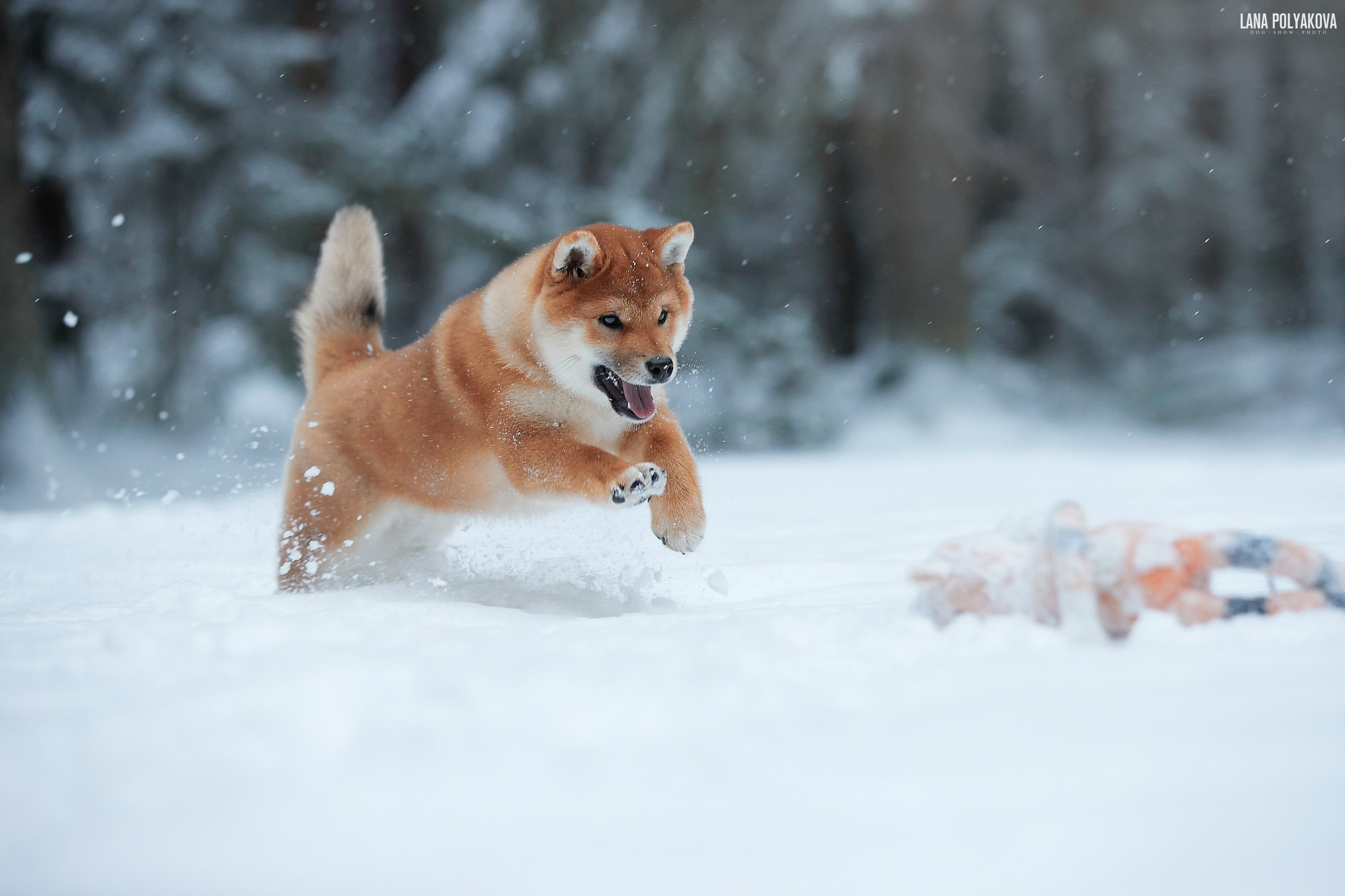 собака, зима, снег, щенок, Лана Полякова