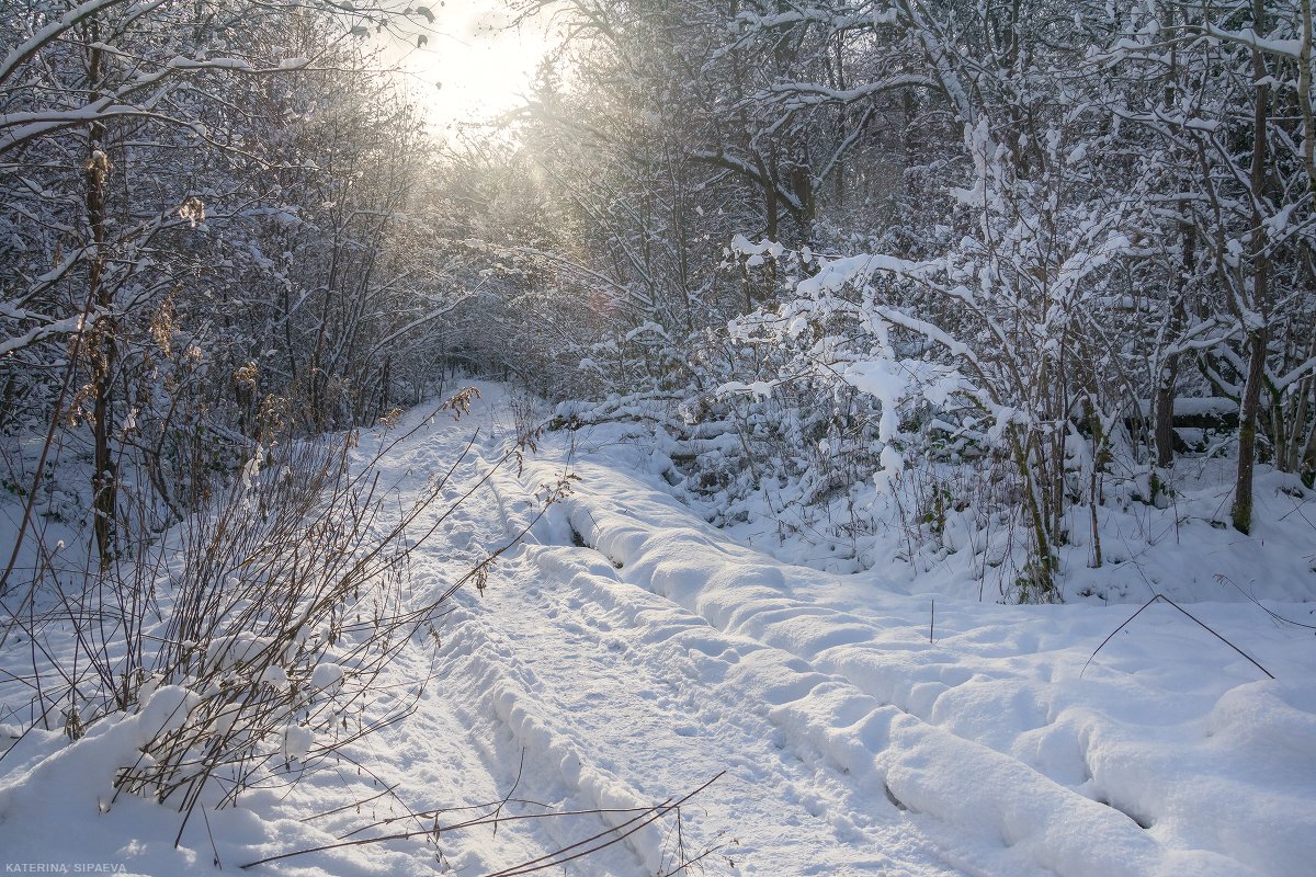 природа, зима, лес, пейзаж, Сипаева Катерина