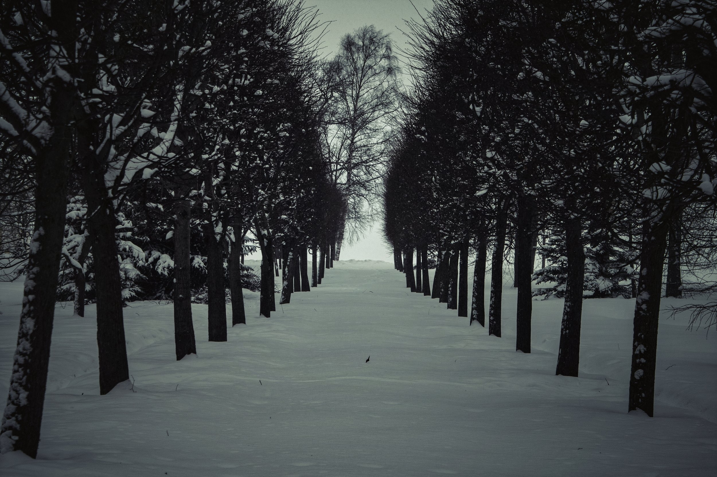петергоф, дерево, деревья, зима, парк, снег, Vladimir Kedrov
