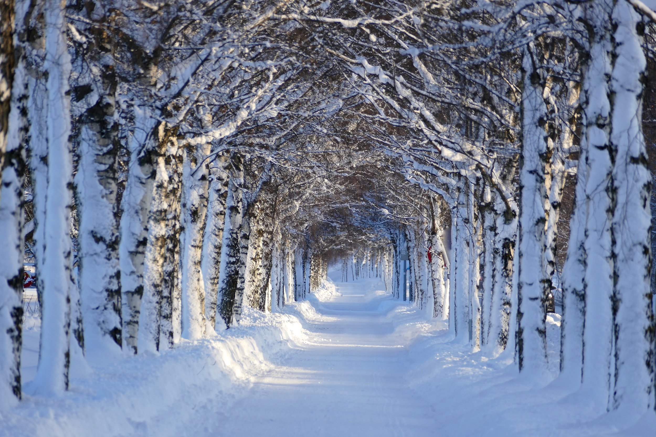 landscapes, nature, trees, birch, Norway, snow, winter, white, alley, light and shadow, sunlight, tunnel, , Svetlana Povarova Ree