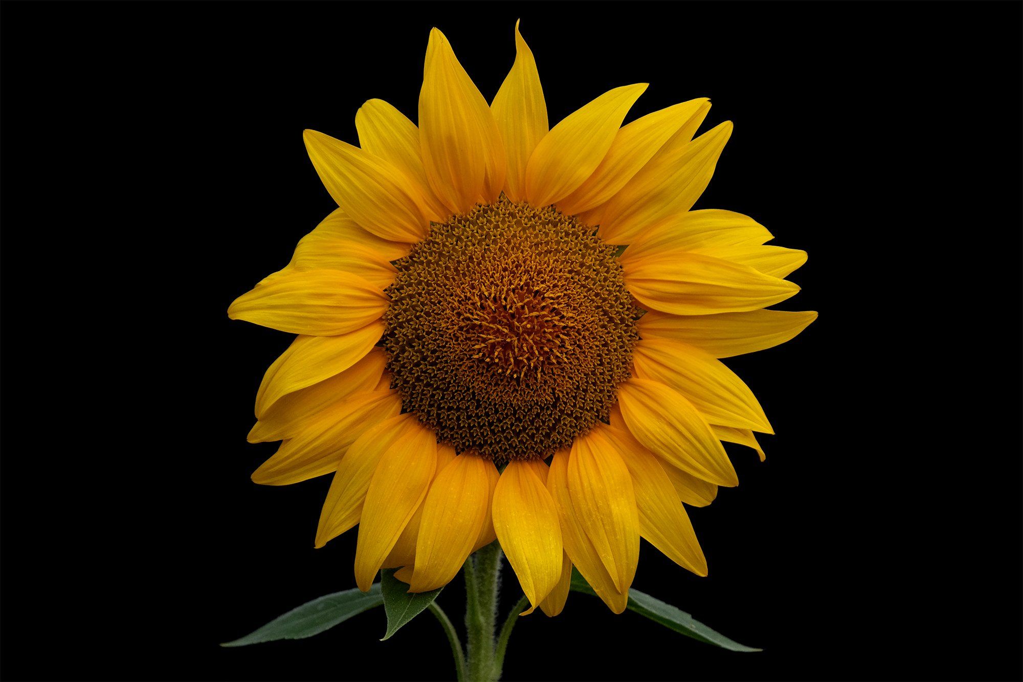 подсолнух, цветы, жёлтый, чёрный фон, растение, макро, sunflower, flowers, yellow, blackbackground, plants, Stanislav Yendrek