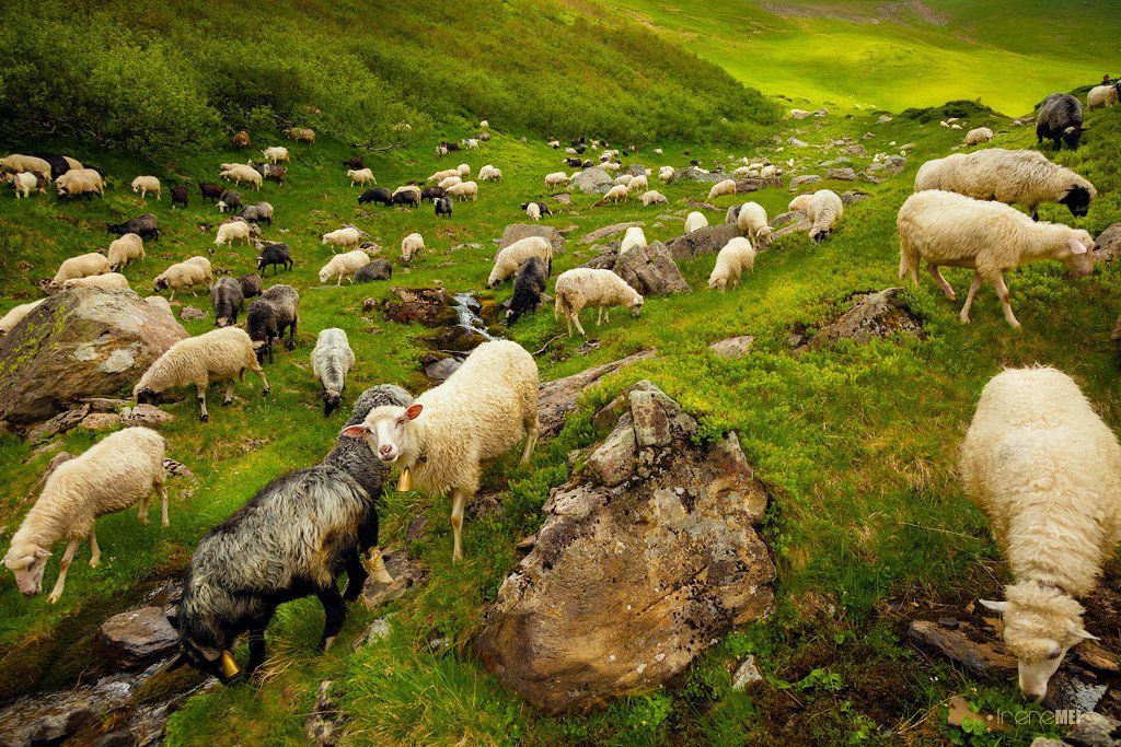 Animals, Backpack, Carpathians, Landscape, Mountains, Sheeps, Shepherd, Irene Mei