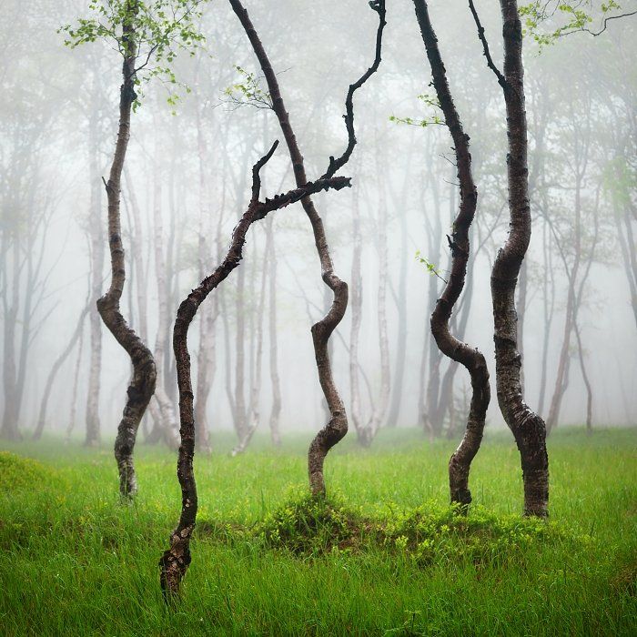 Czech republic, Fog, Forest, Landscape, Landscape photography, Minimalism, Ore mountains, Rain, Spring, Spring landscape, Trees, Workshop, Daniel Řeřicha