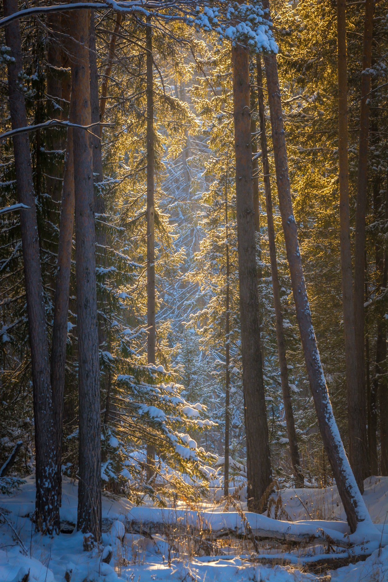 зима лес солнце деревья, Жданов Дмитрий
