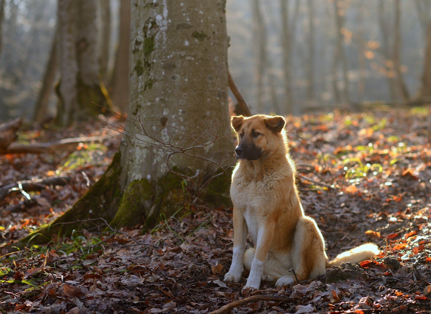 собака лес утро, Александр Жарников