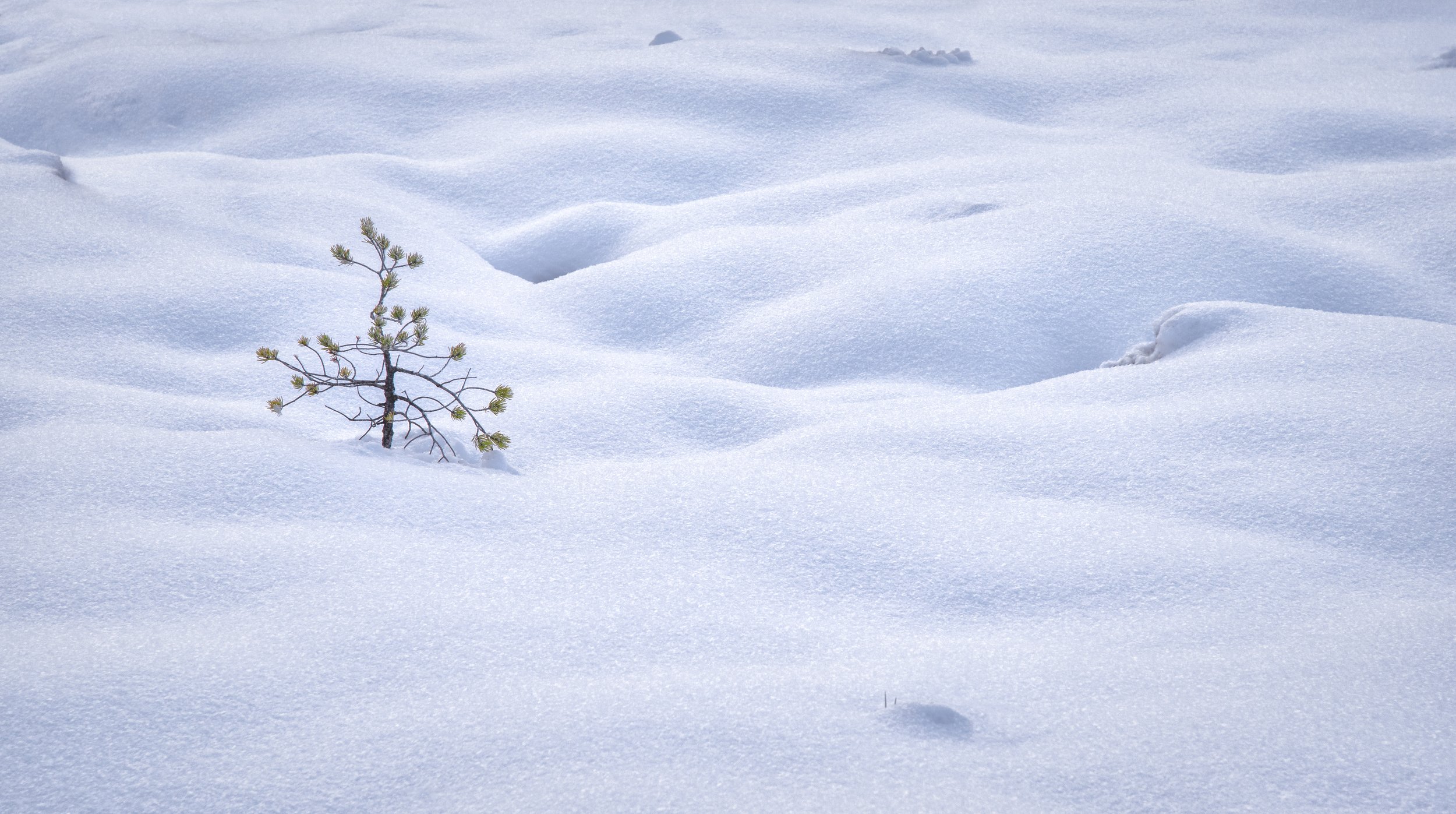 winter, landscape, snow, minimalism, winterlandscape, nature, Estonia, Vjacheslav Simanovich