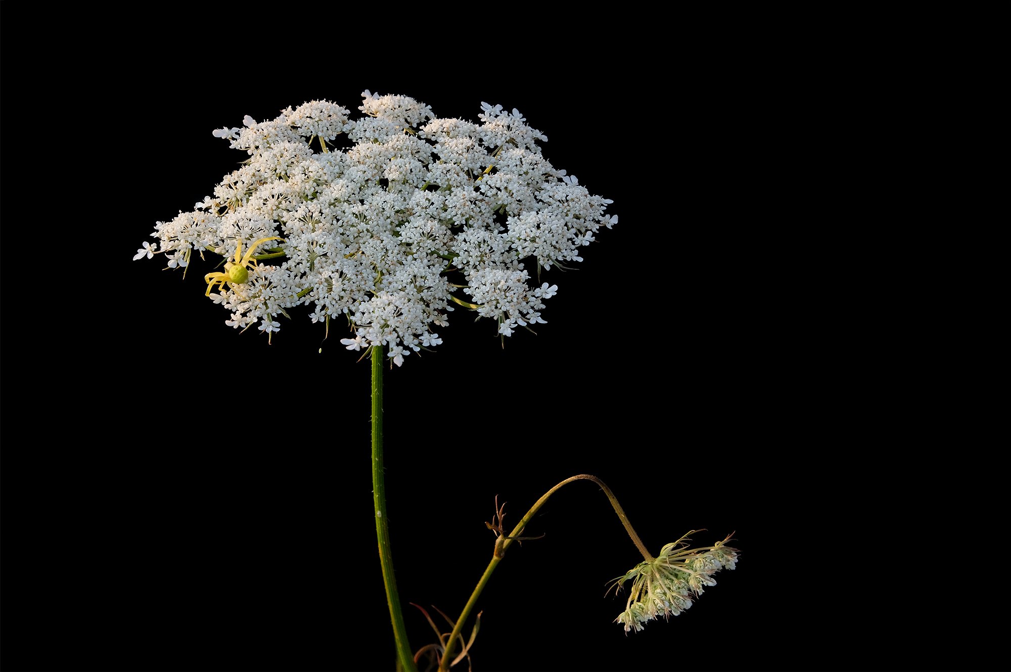цветы, чёрный фон, растения, белый, flowers, blackbackground, plants, white, Stanislav Yendrek