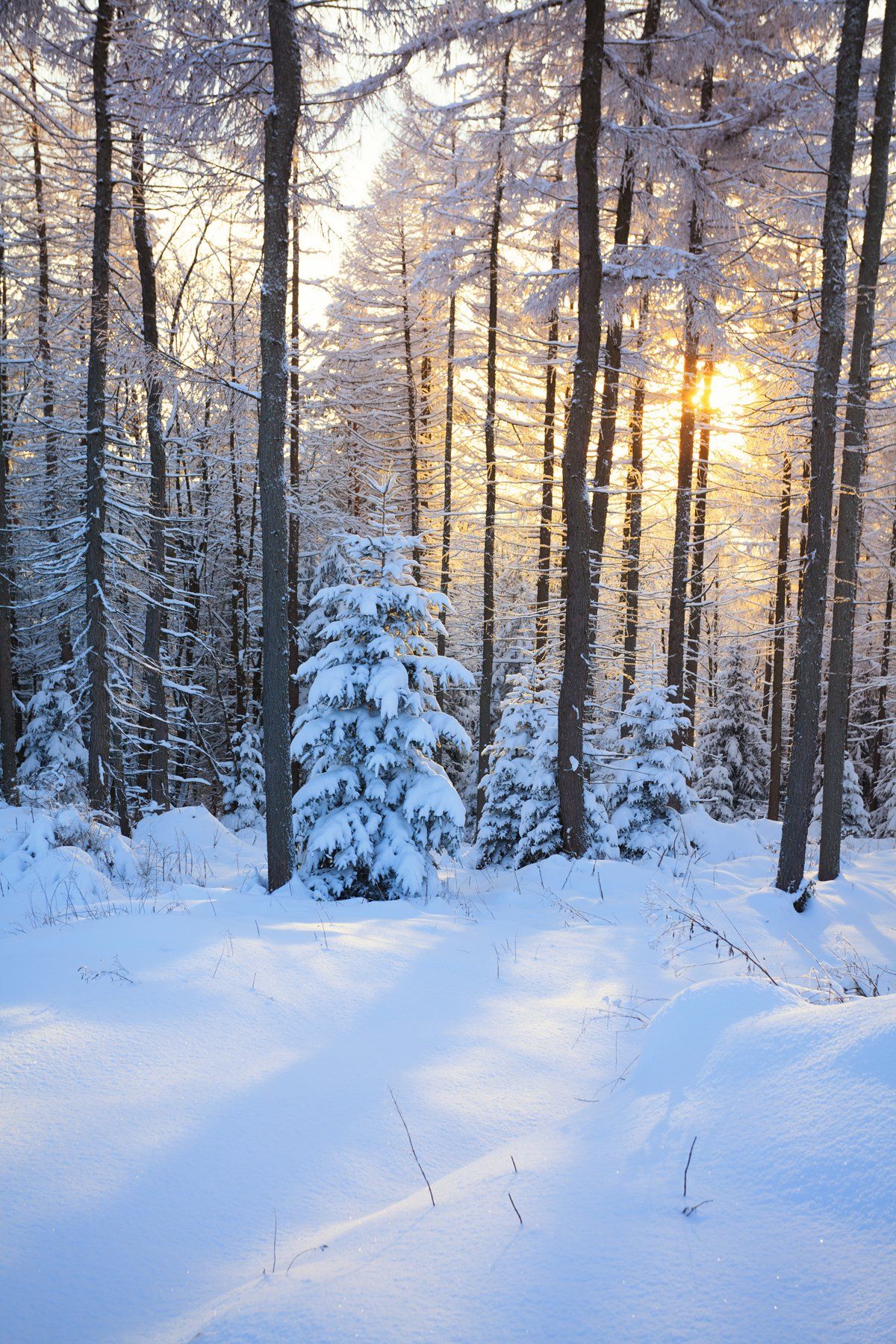 forest, snow, winter, tree, pine, mountain,,  Mirek Pruchnicki