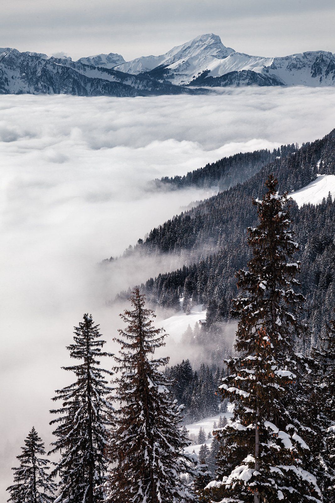 горы,облака, снег, деревья, волны, швейцария, туризм, Андрей Огнев