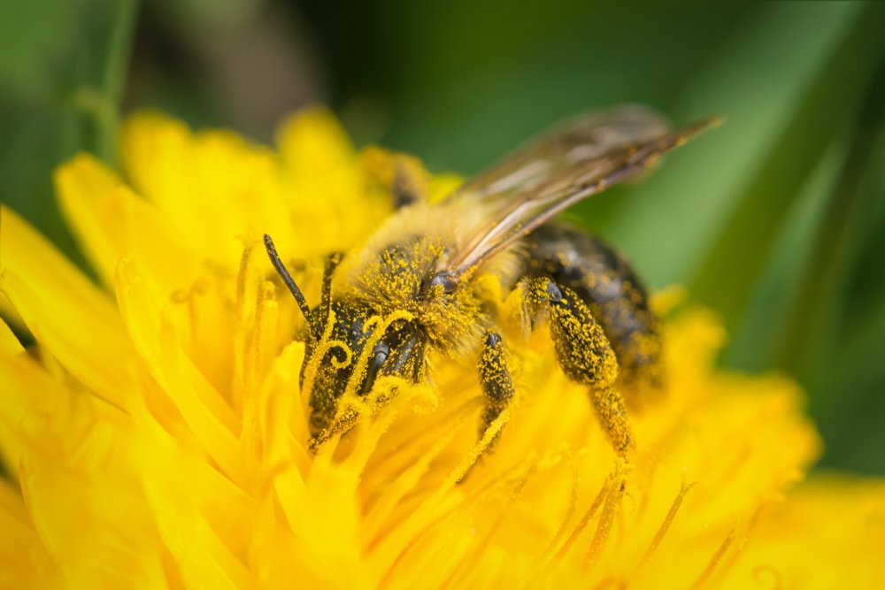 пчела, макро, пыльца, macro, bee, Марина Хилько