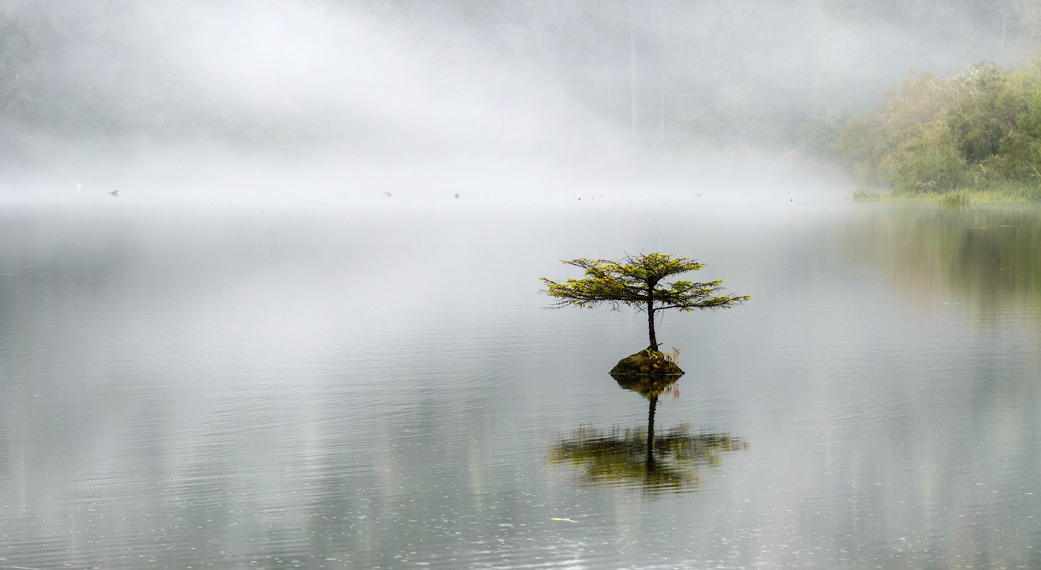озеро, дерево, вода, туман, пейзаж, Сергей Пестерев