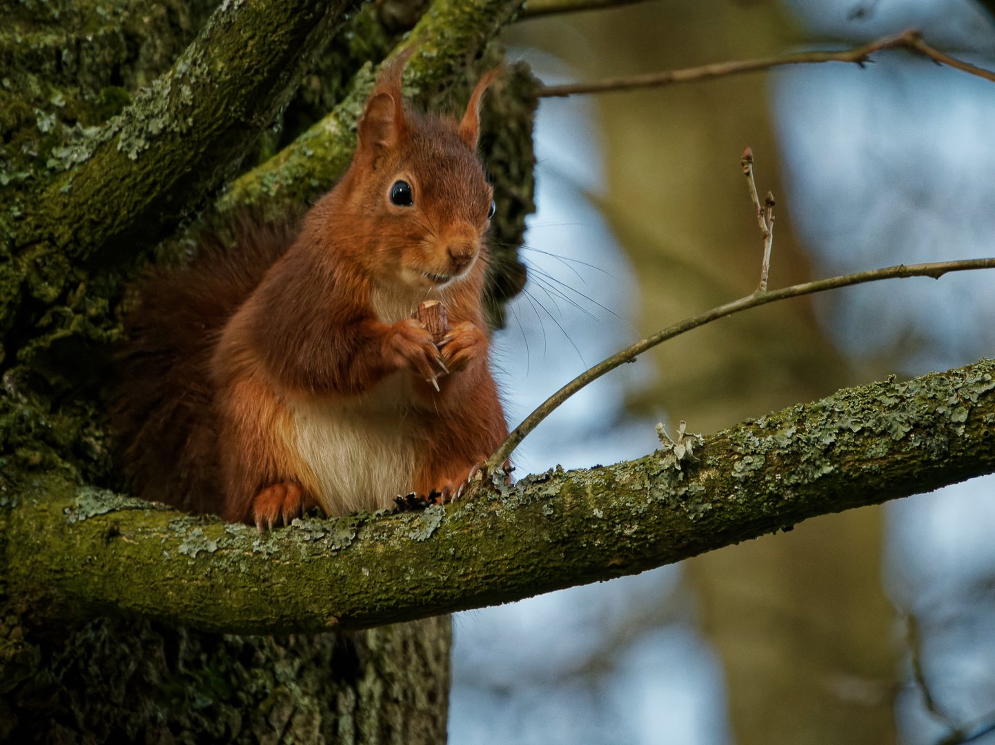 ecureuil;, squirrel;, redsquirrel;, sciurus, vulgaris;, rongeur;, animal, Sibé