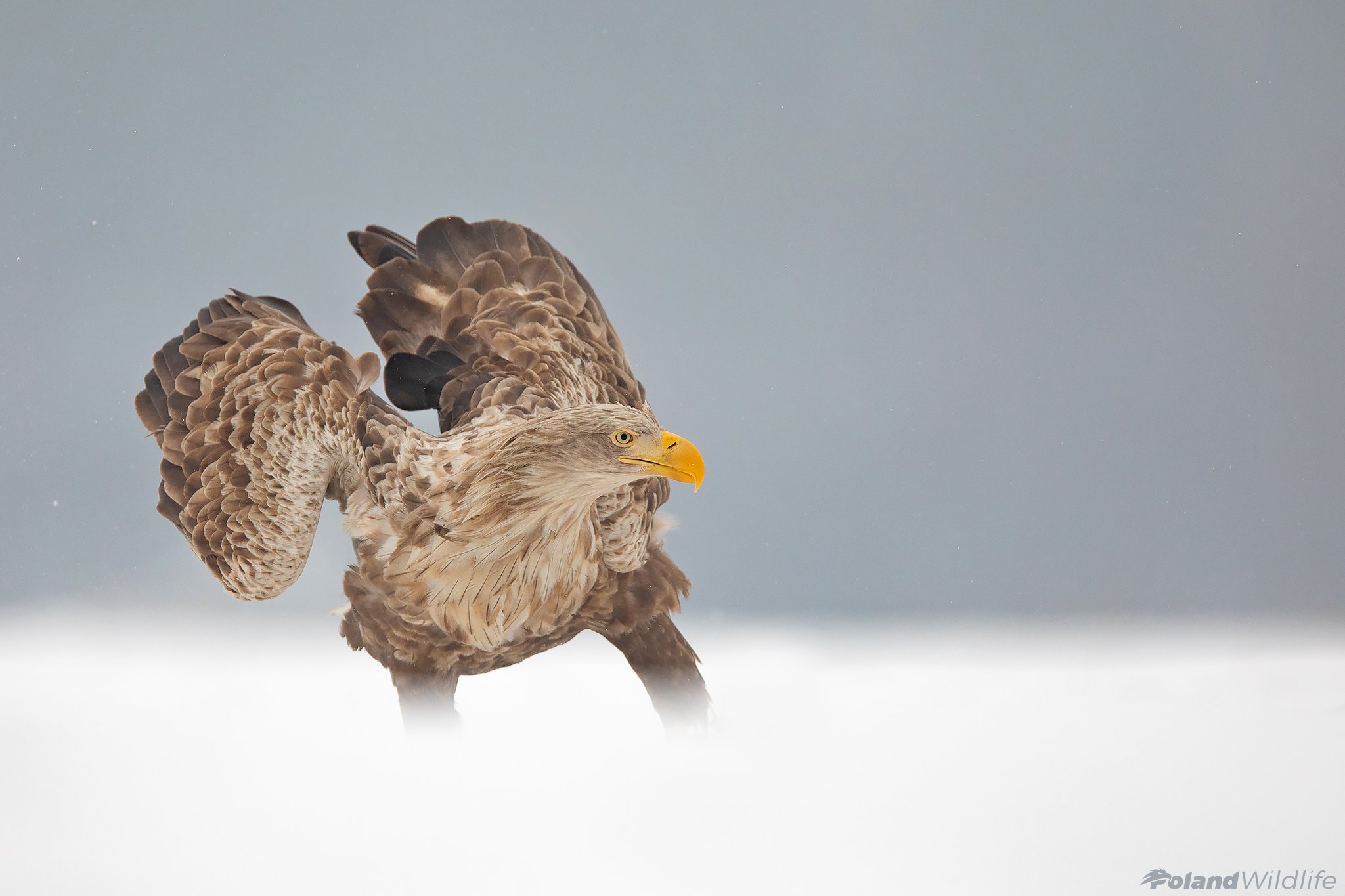 #eagle #poland #winter #eagles #birdofprey, Marcin Nawrocki