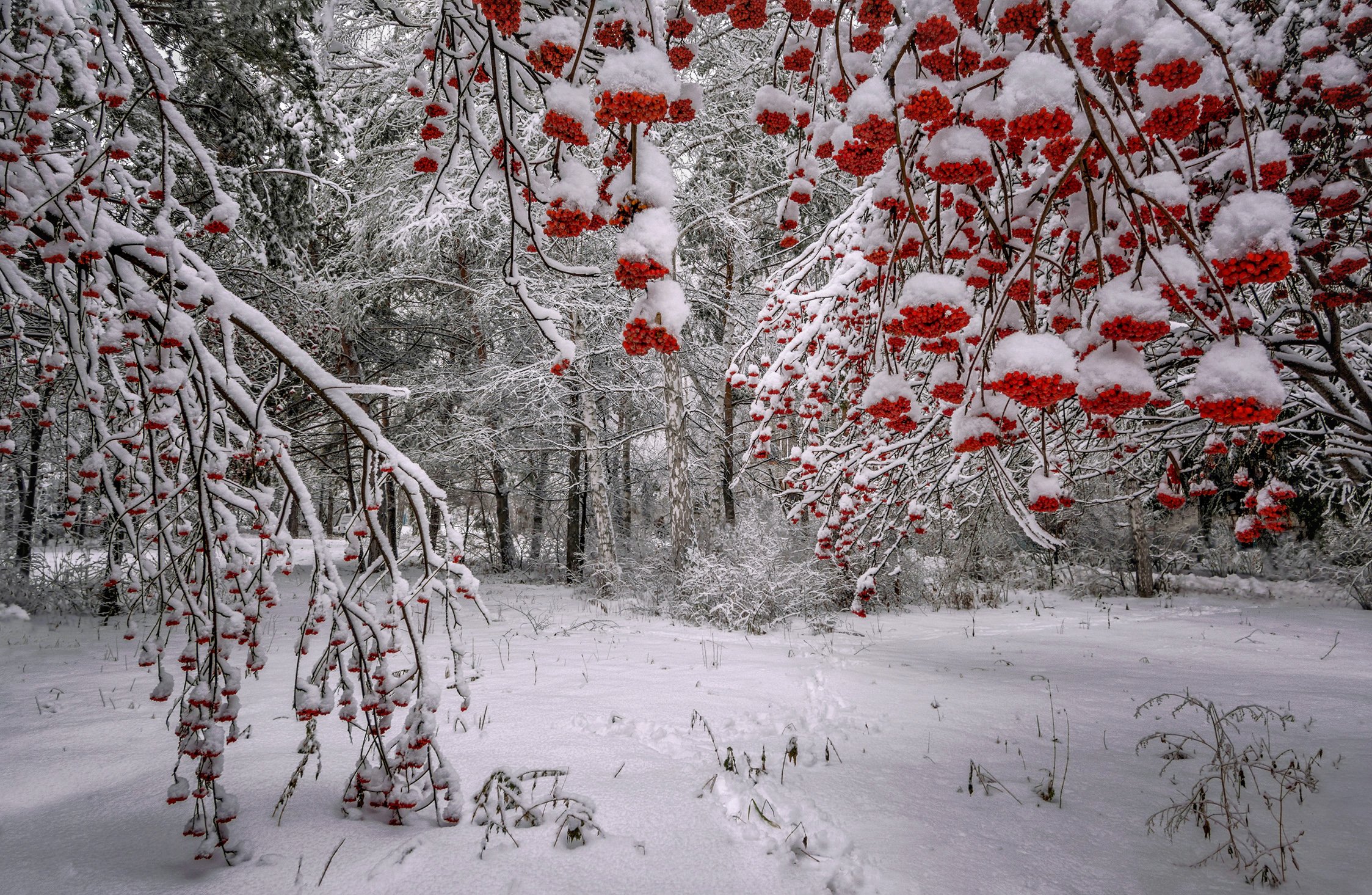 новосибирская область,ноябрь,рябины,снег,  lora_pavlova