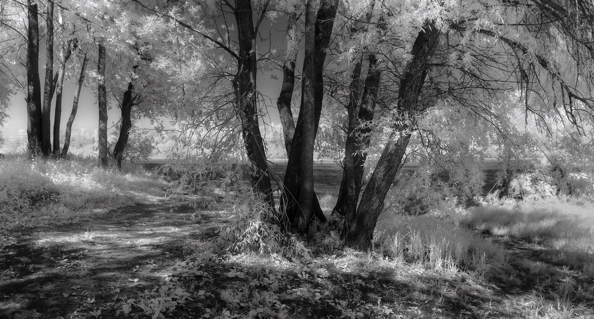 ивы, лето, река, инфракрасная фотография ч/б,  Гобова Наталья