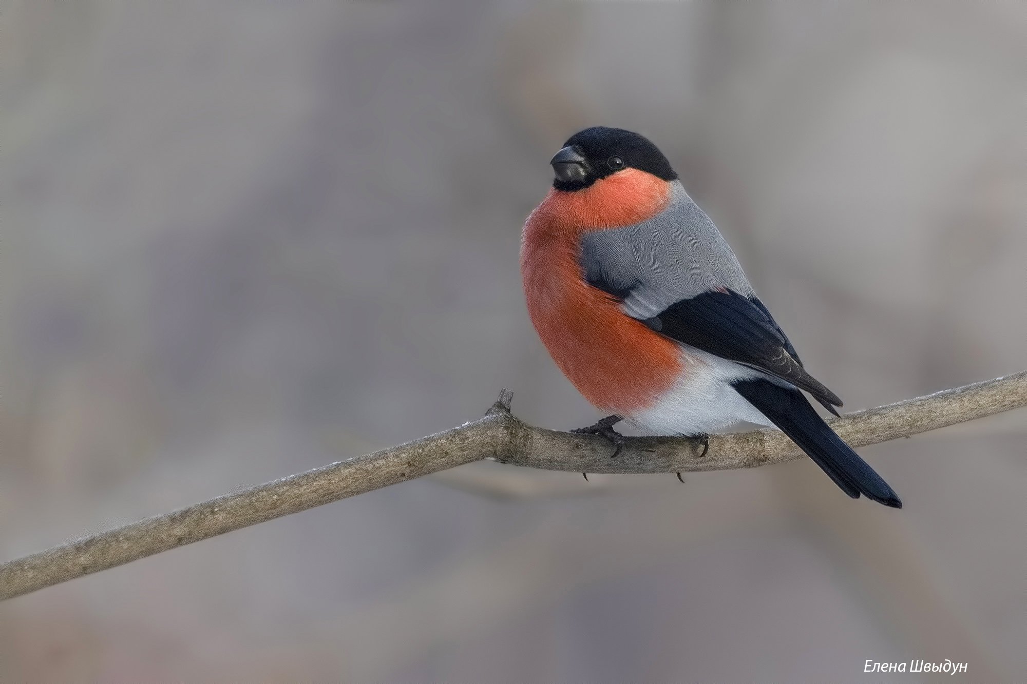 bird of prey, animal, birds, bird,  animal wildlife,  nature,  animals in the wild, birds, bird, bullfinch, Елена Швыдун