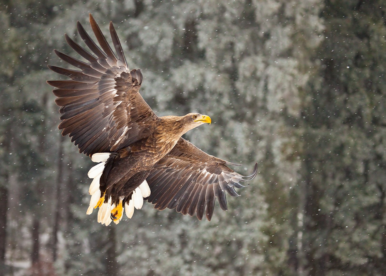 , Robert Adamec