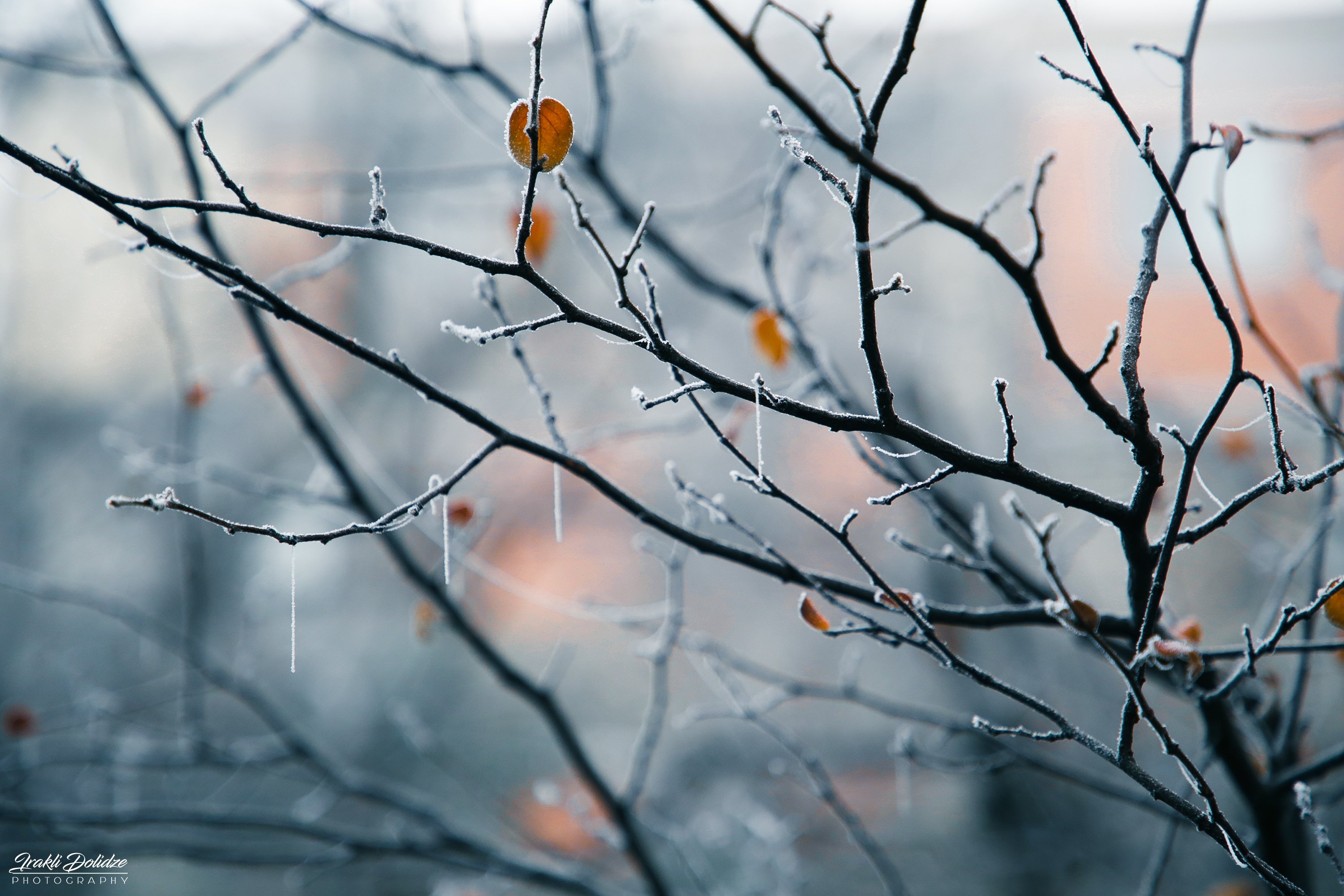 photography, macro, nature, winter, morning, frozen, freeze, close up, tree, ირაკლი დოლიძე