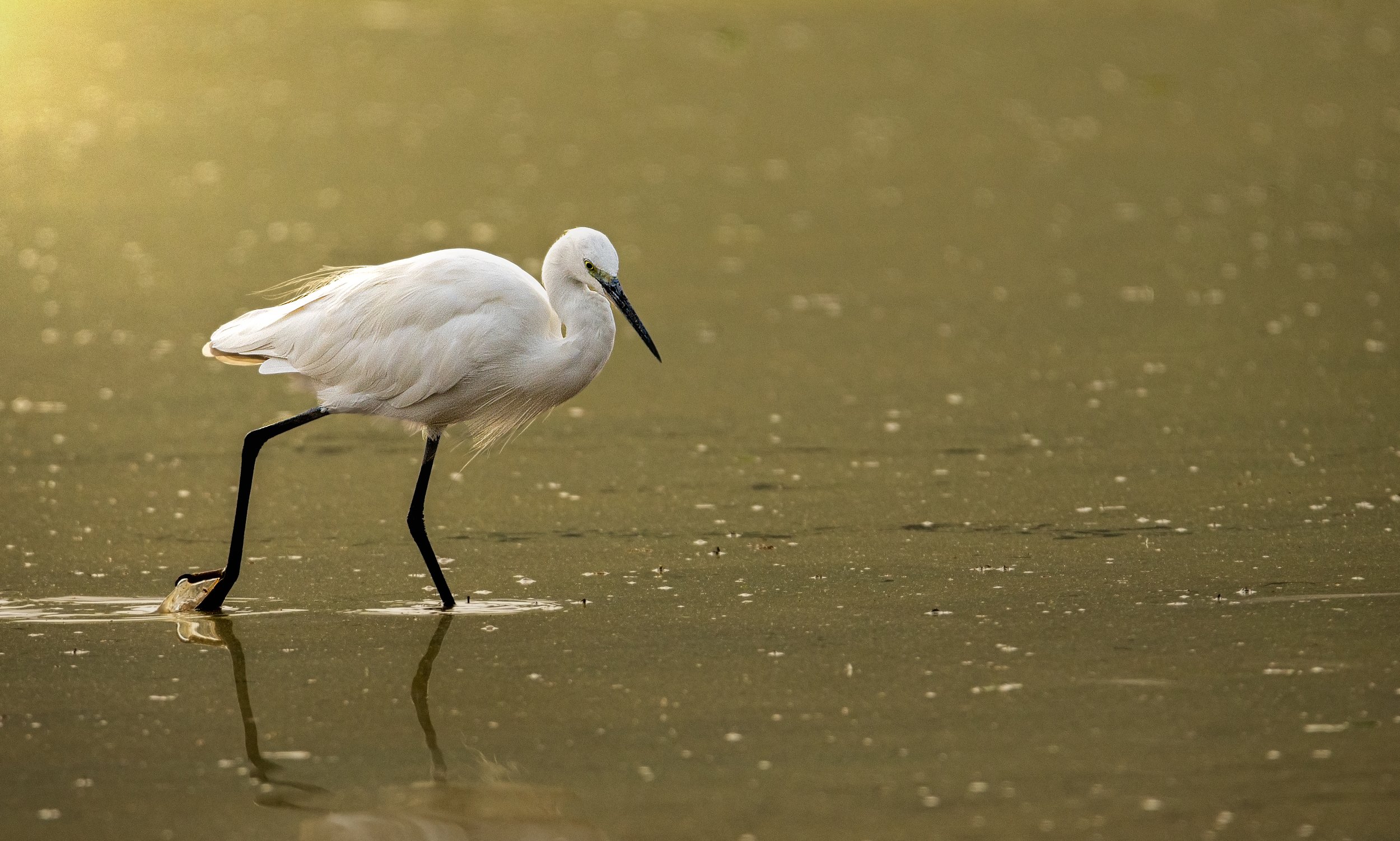 birds, bird, animal, wildlife, Pinak Paul