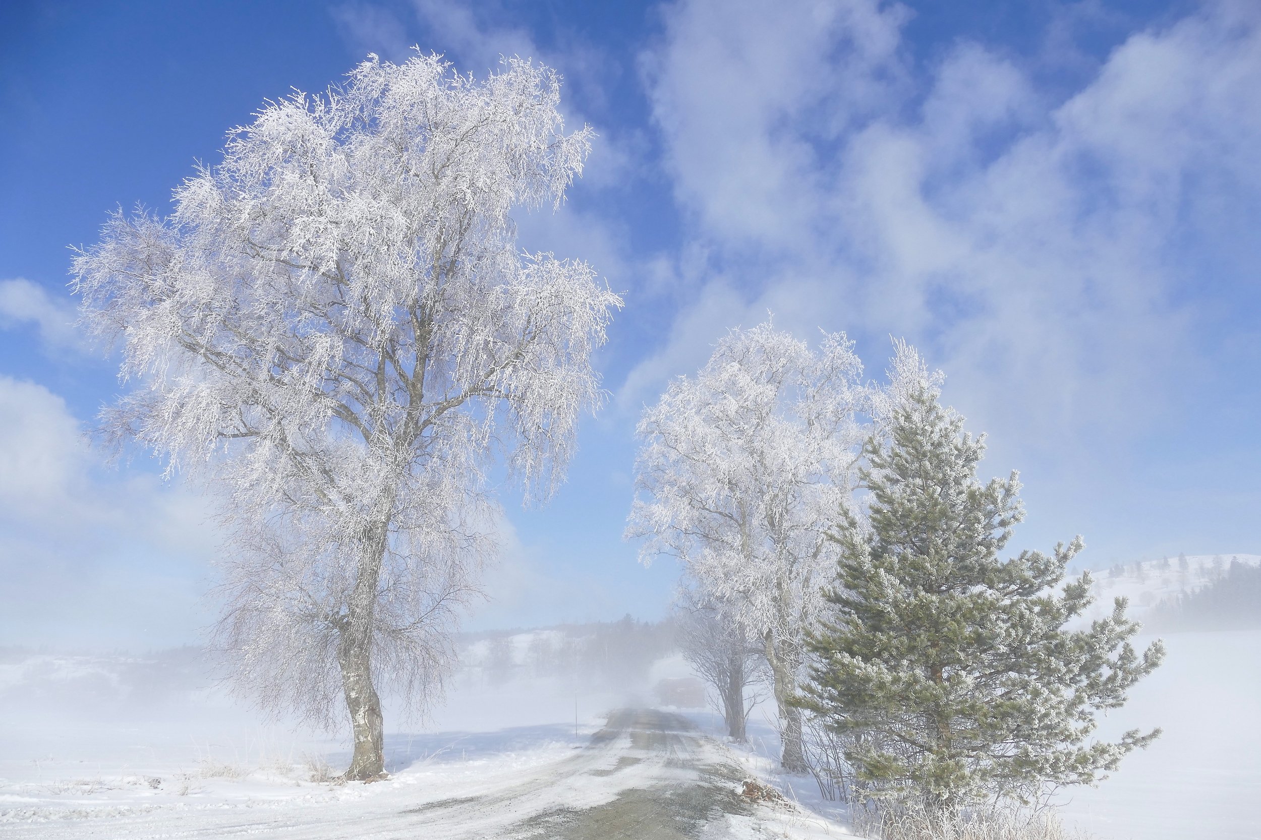 Landscapes, nature, Norway, frost, winter, snow, mist, sky, trees, cold, , Svetlana Povarova Ree