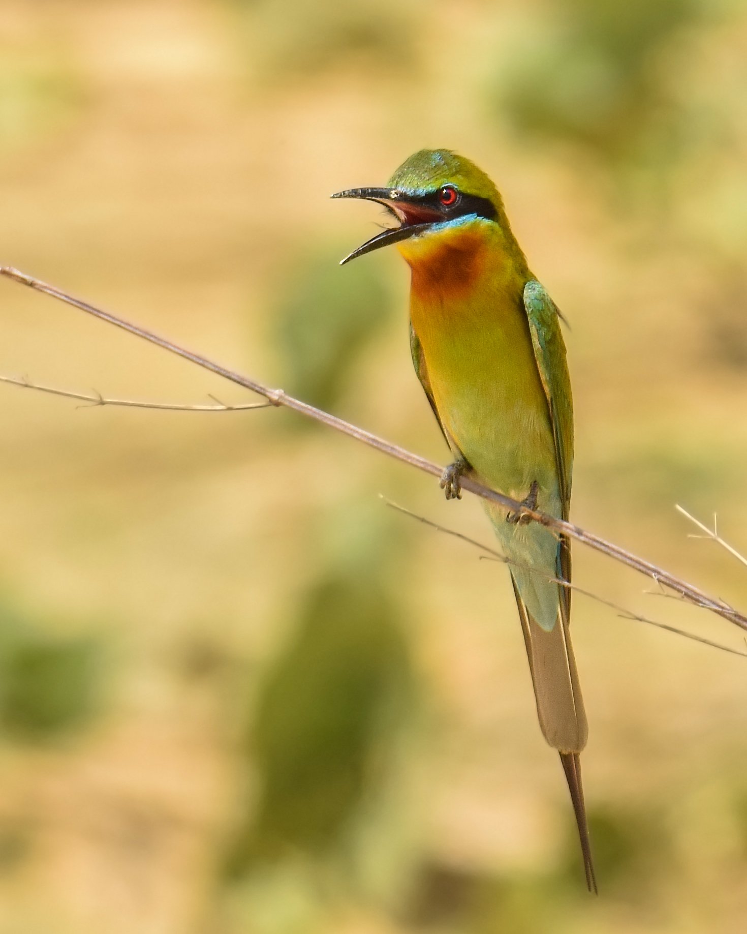 birds, bird, animal, wildlife, Pinak Paul