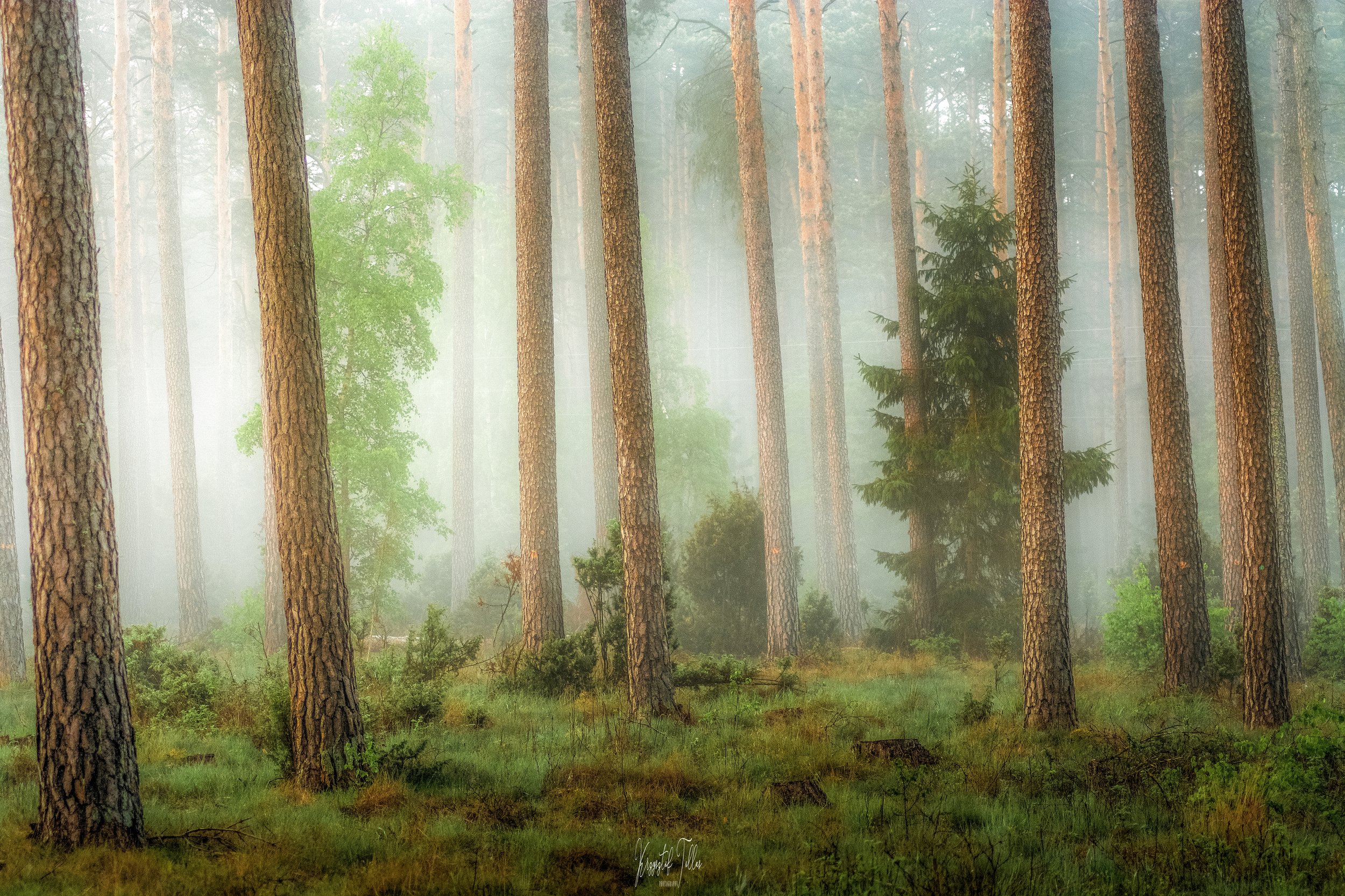 Nature  Forest  Fog  Photography  Woodland  Peaceful Scene  Beauty of nature  Trees  Dawn  Atmosphere  Nikon  Light, Krzysztof Tollas