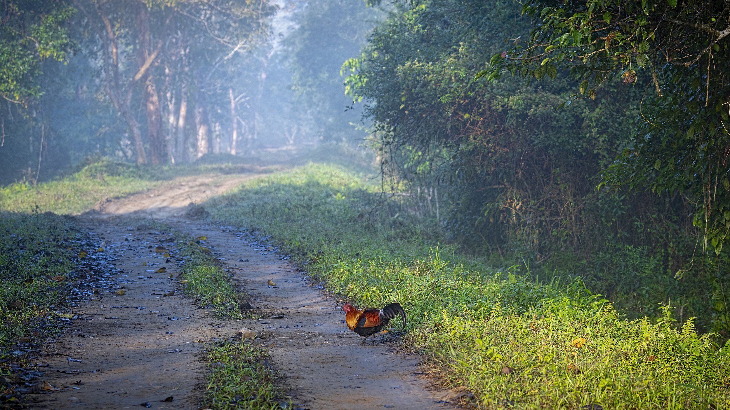 Red Junglefowl Kaziranga, Arpan Saha