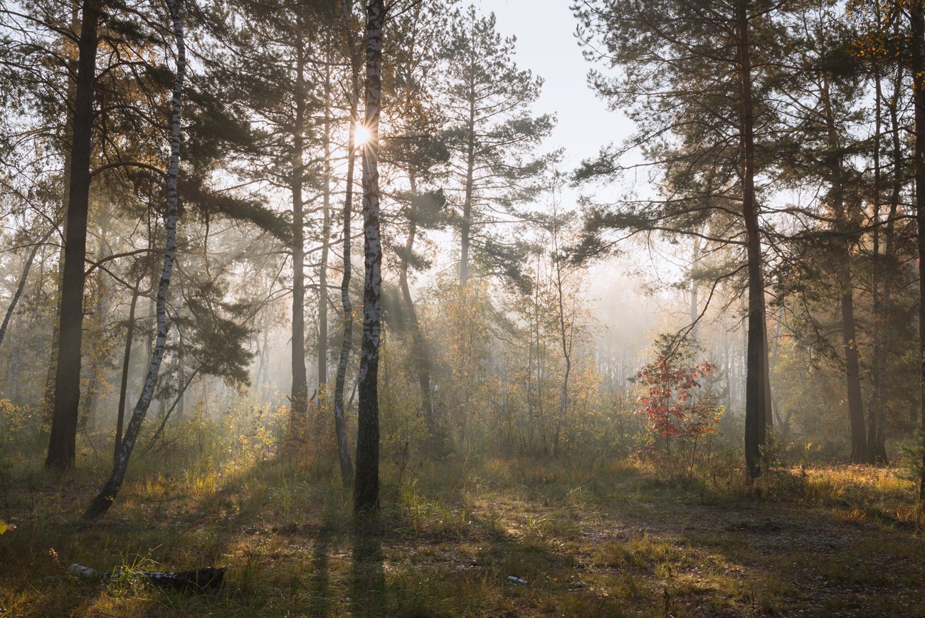 лес, осень, октябрь, утро, туман, Галанзовская Оксана