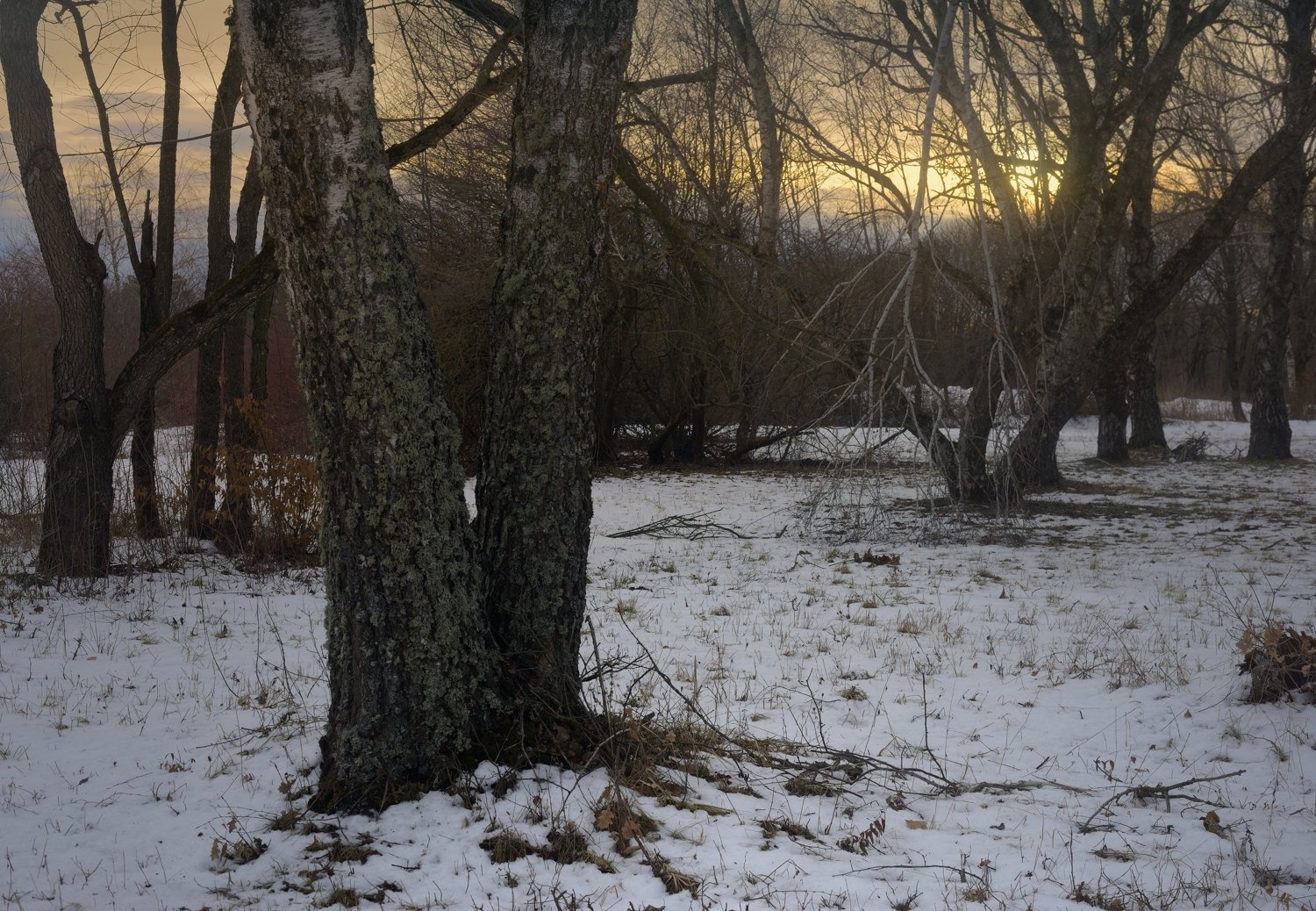 зима лес утро, Александр Жарников