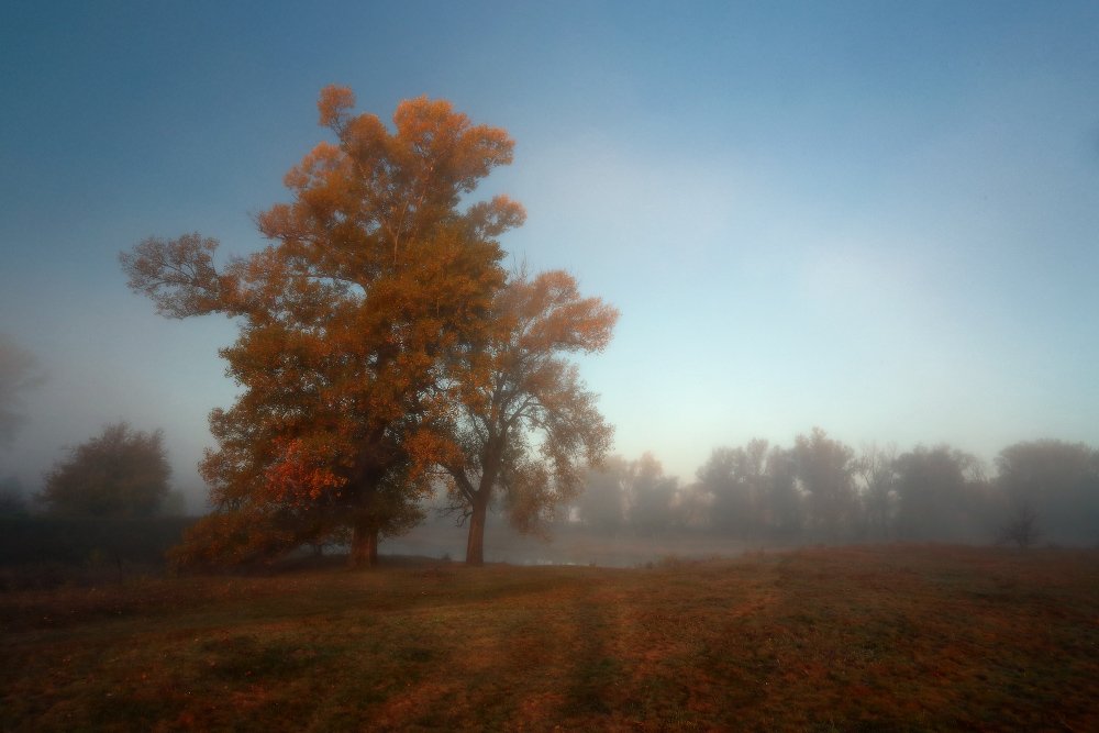 осень утро туман, Петриченко Валерий