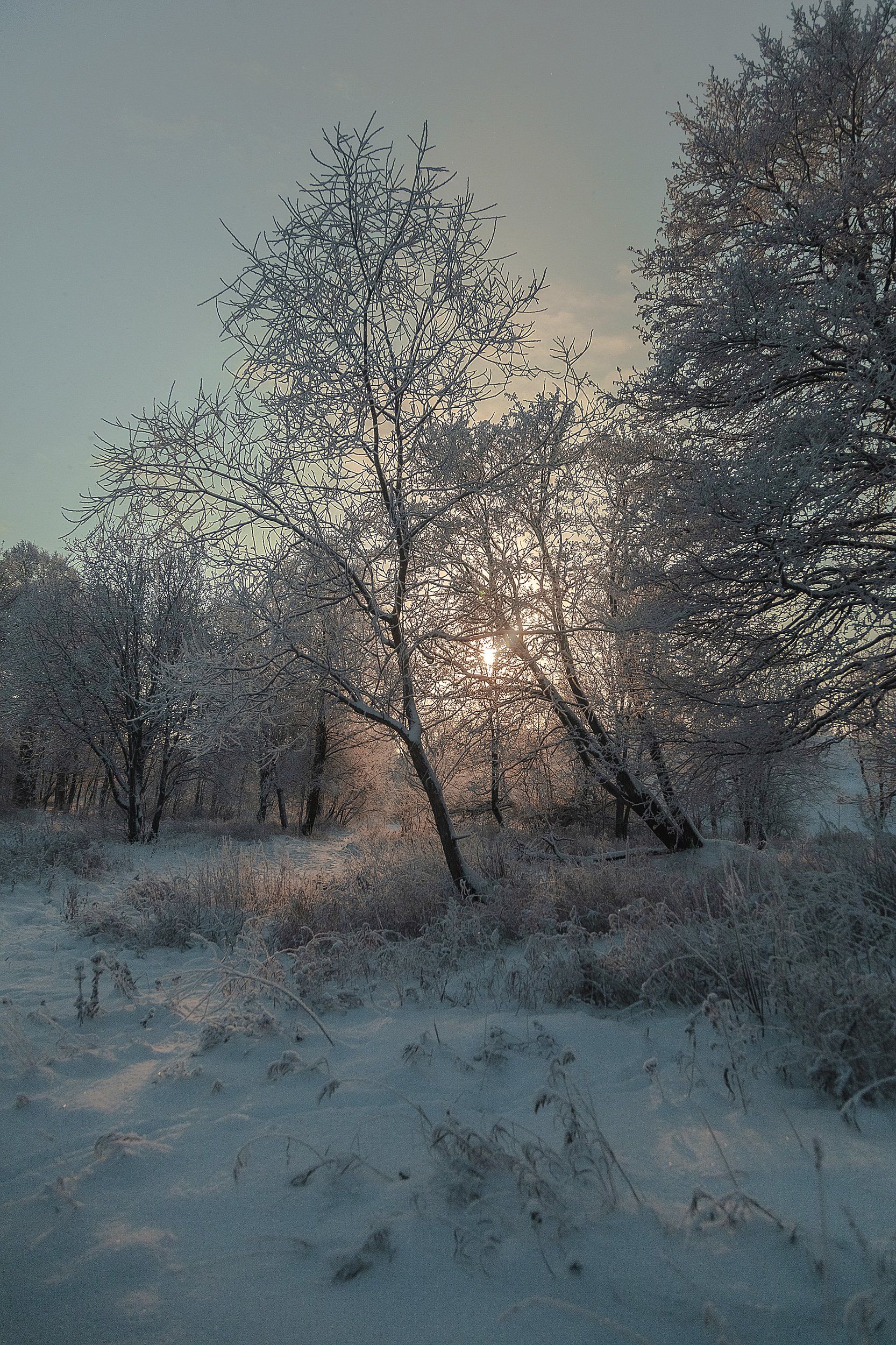зима, парк, пейзаж, деревья, Александр Игнатьев