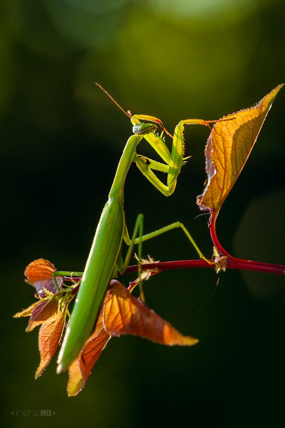 Animals, Green, Insects, Macro, Mantis, Nature, Religiosa, Богомол, Irene Mei