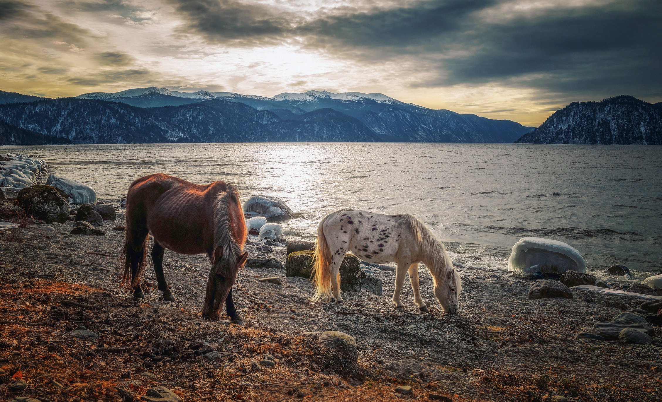 горный алтай,телецкое озеро,берег,лошади,зима,  lora_pavlova