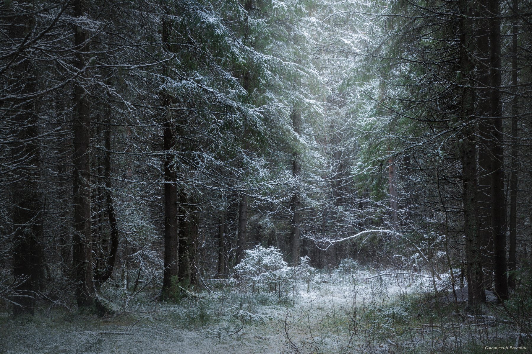 лес, ельник, снегопад, Смольский Евгений