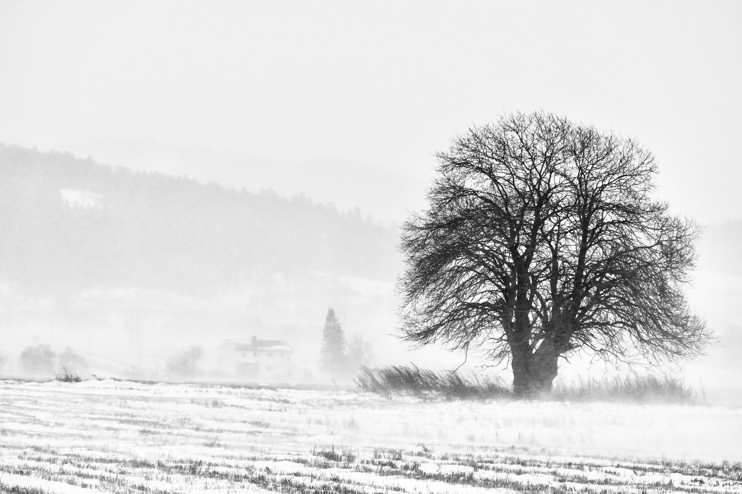 Black & White, nature, landscape, tree, winter, snow, snow storm, house, Norway, wind, field, , Svetlana Povarova Ree