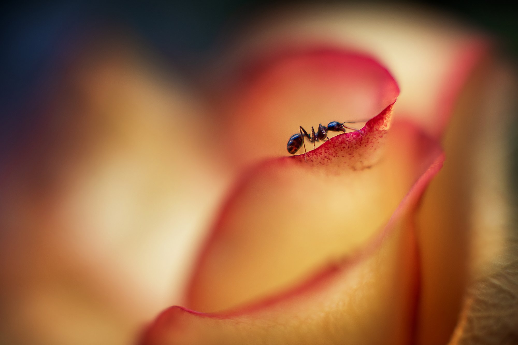 муравей макро цветок, Анастасия Думинская