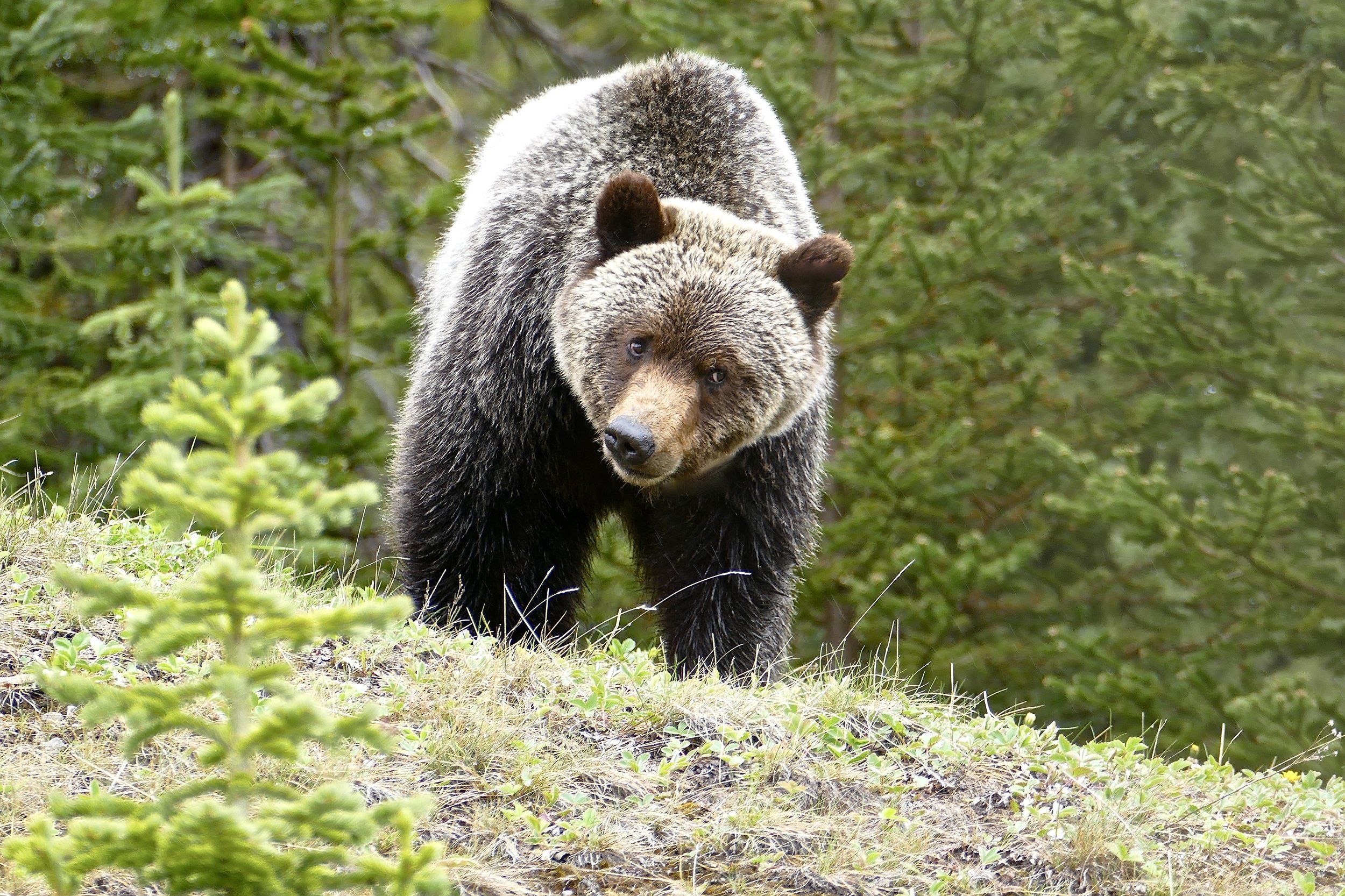 Animals, grizzly, Canada, Banff, travel, forest, bear, national park, , Svetlana Povarova Ree