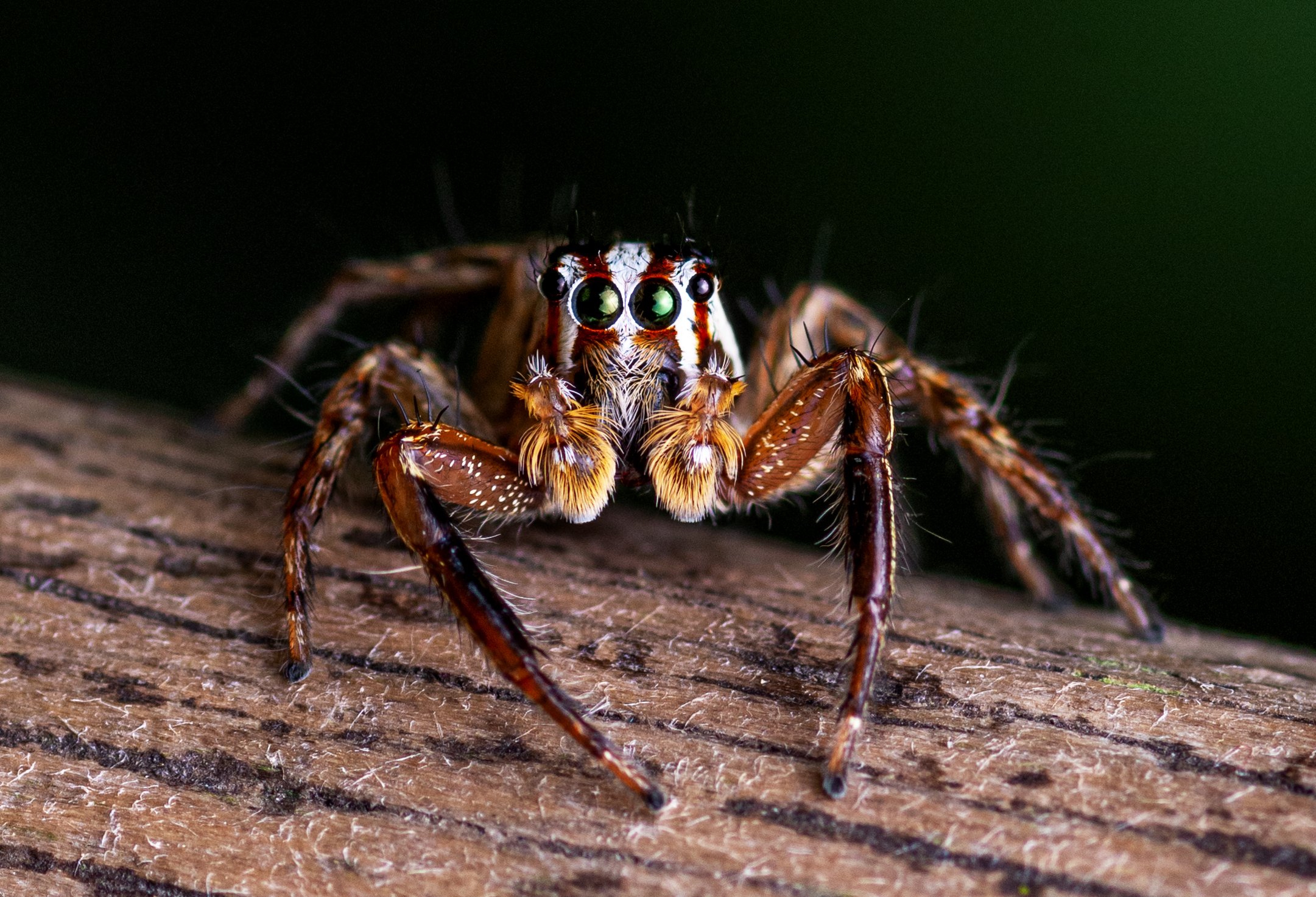 Macro, spider, small, insect, Pinak Paul