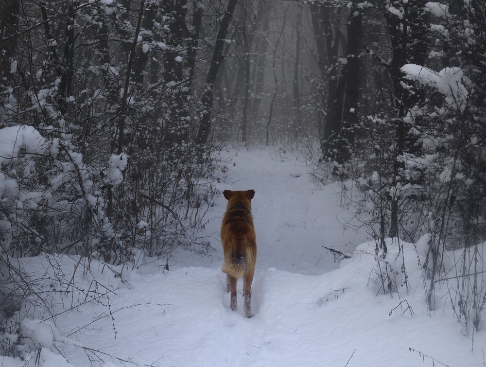 зима туман лес утро собака, Александр Жарников
