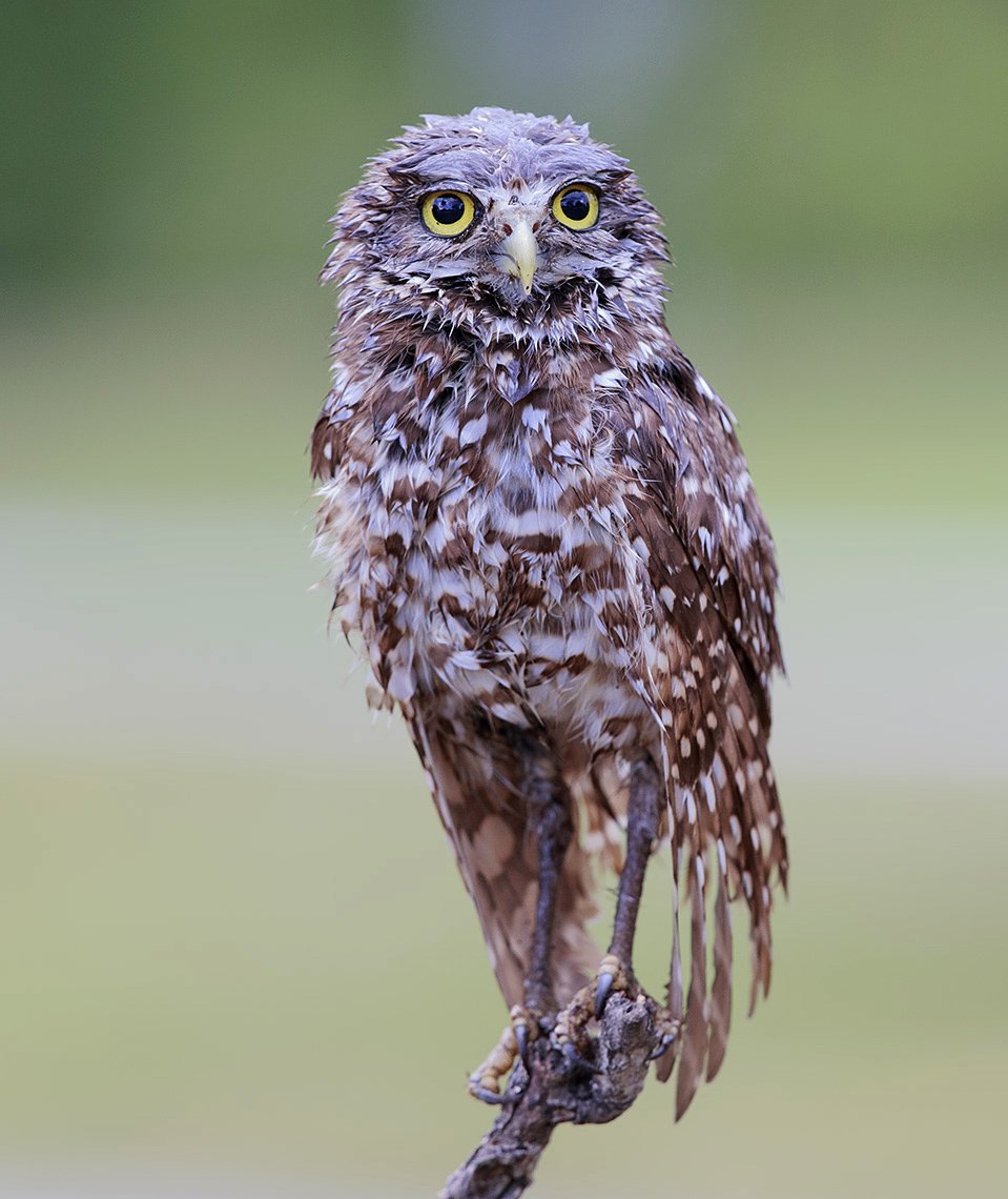 кроличий сыч, florida,burrowing owl, owl, флорида,сыч, Elizabeth Etkind