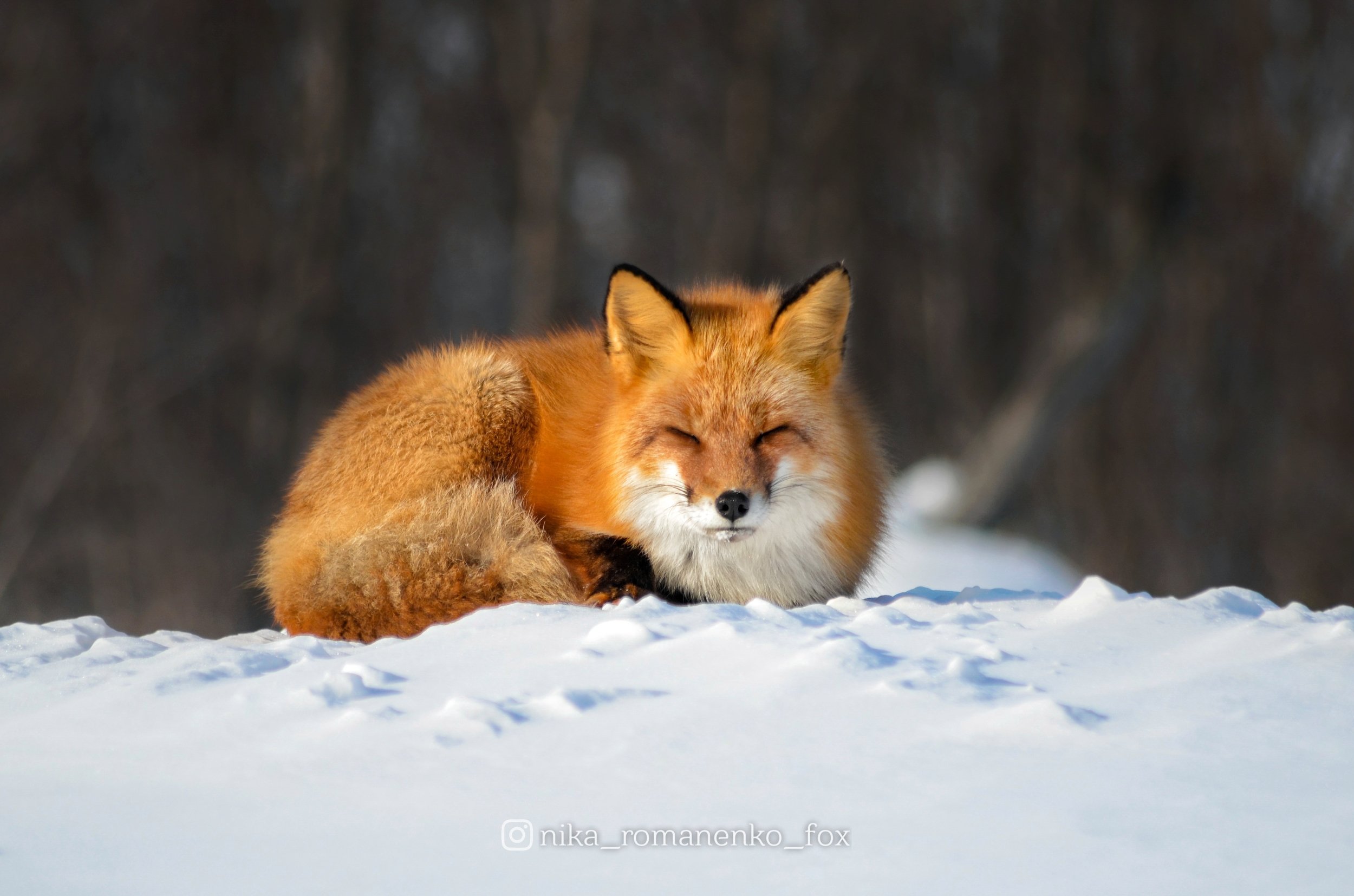 лиса, лисы, животные, снег, зима, animals, fox, foxes, animal, лис, red fox, forest, лес, Вероника Романенко