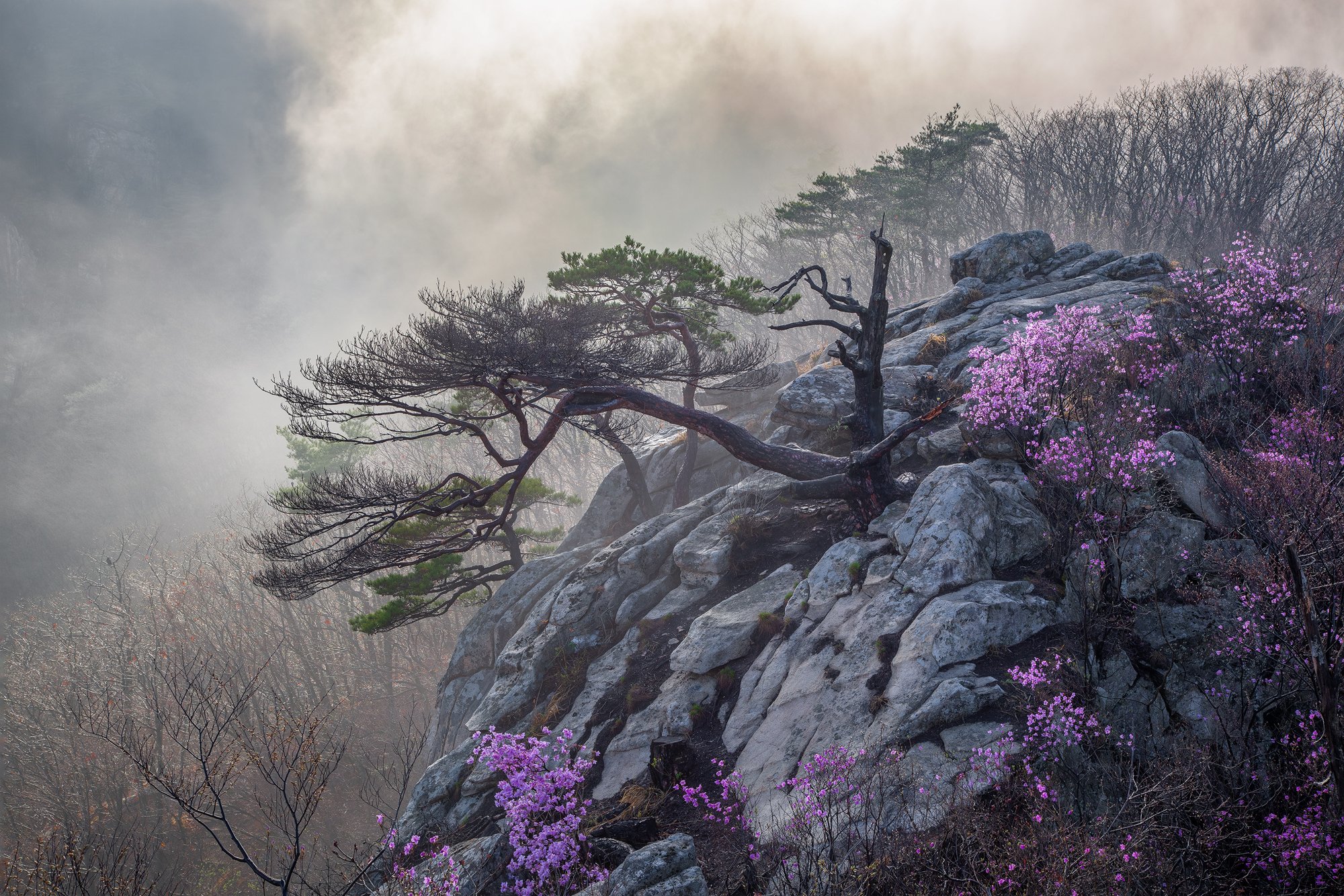 mountains,peak,hiking,fog,clouds,mood,tree, Jaeyoun Ryu