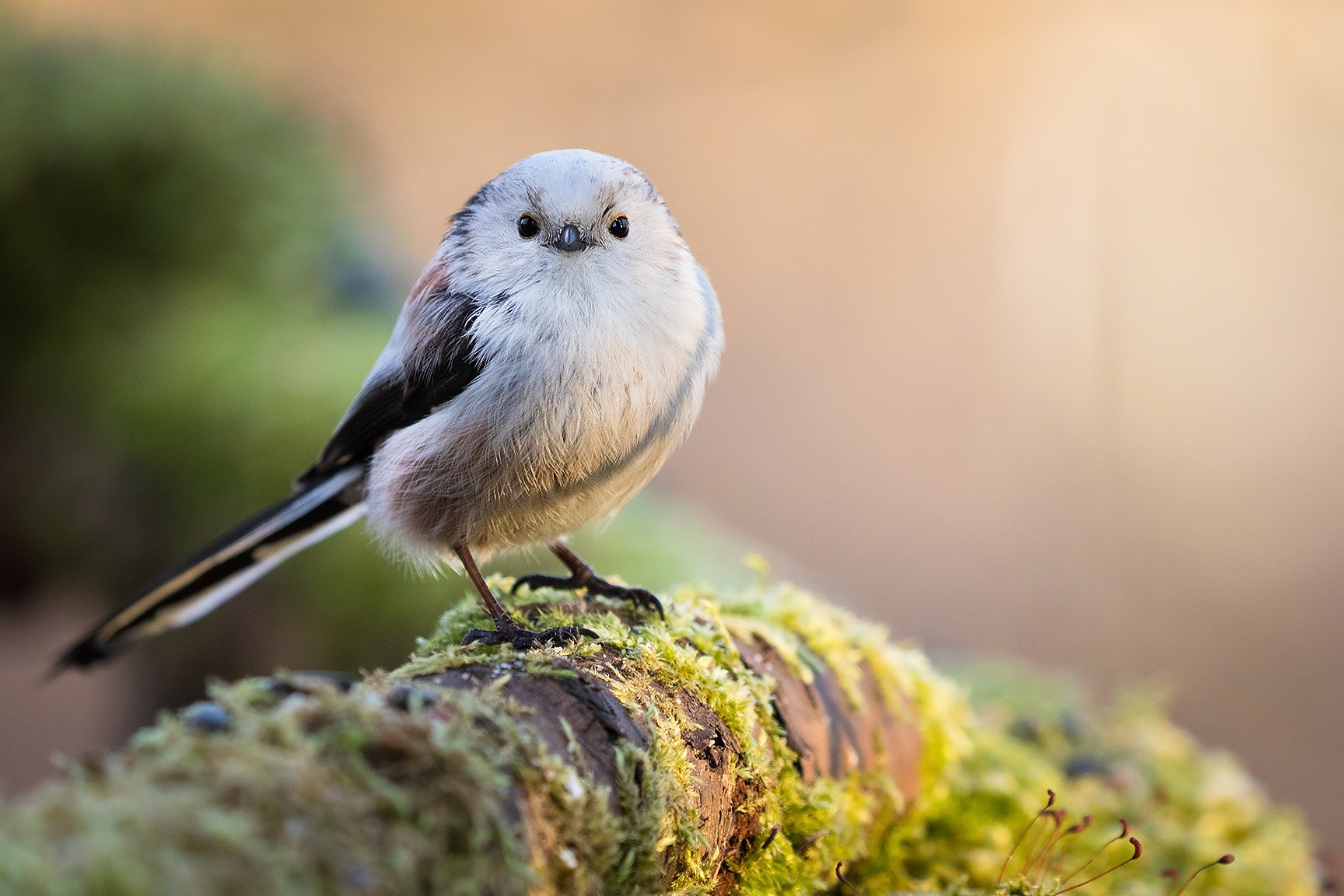 , Robert Adamec