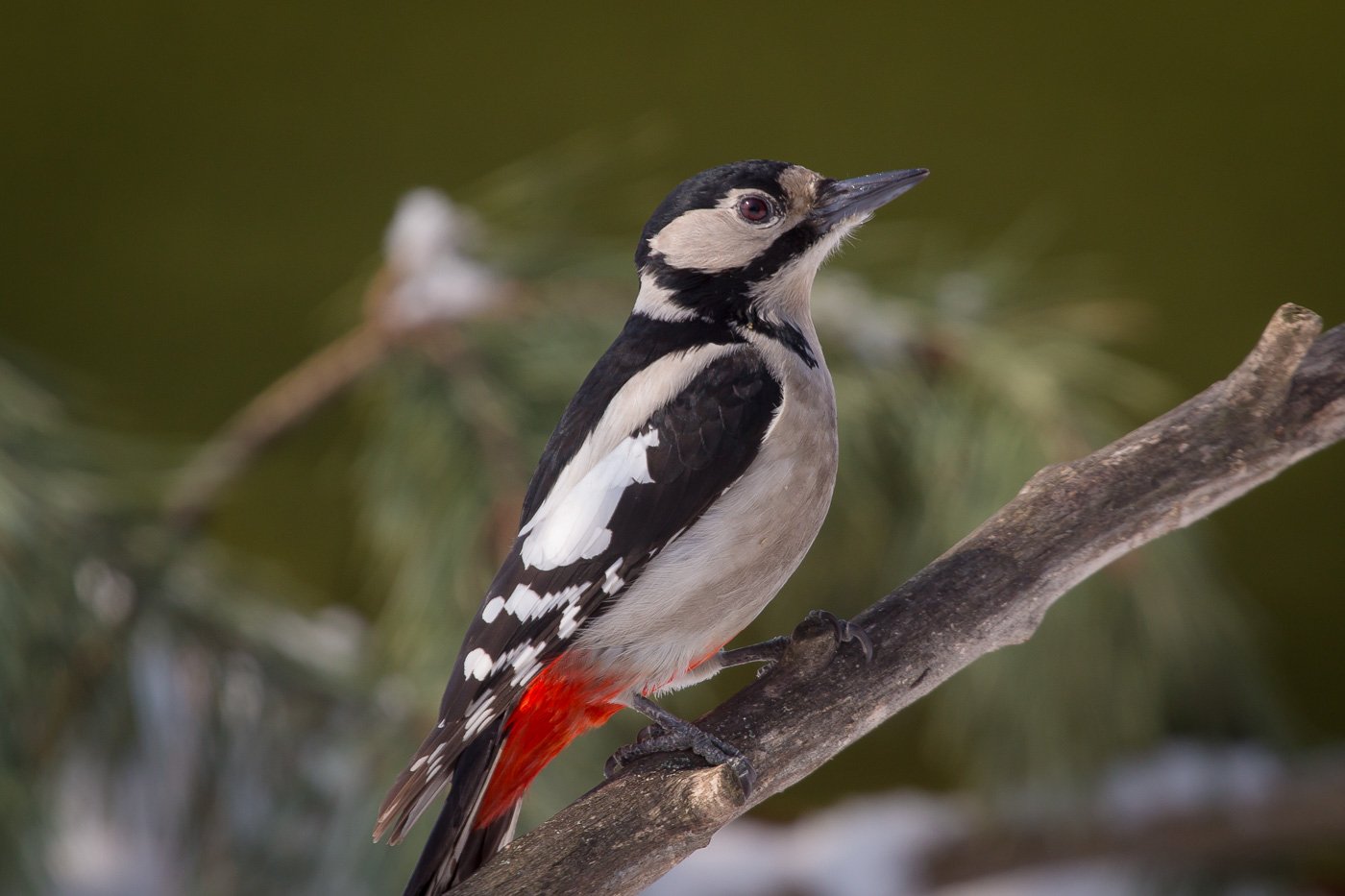 птицы, дятел, wildlife, birds, great spotted woodpecker, Алексей Юденков