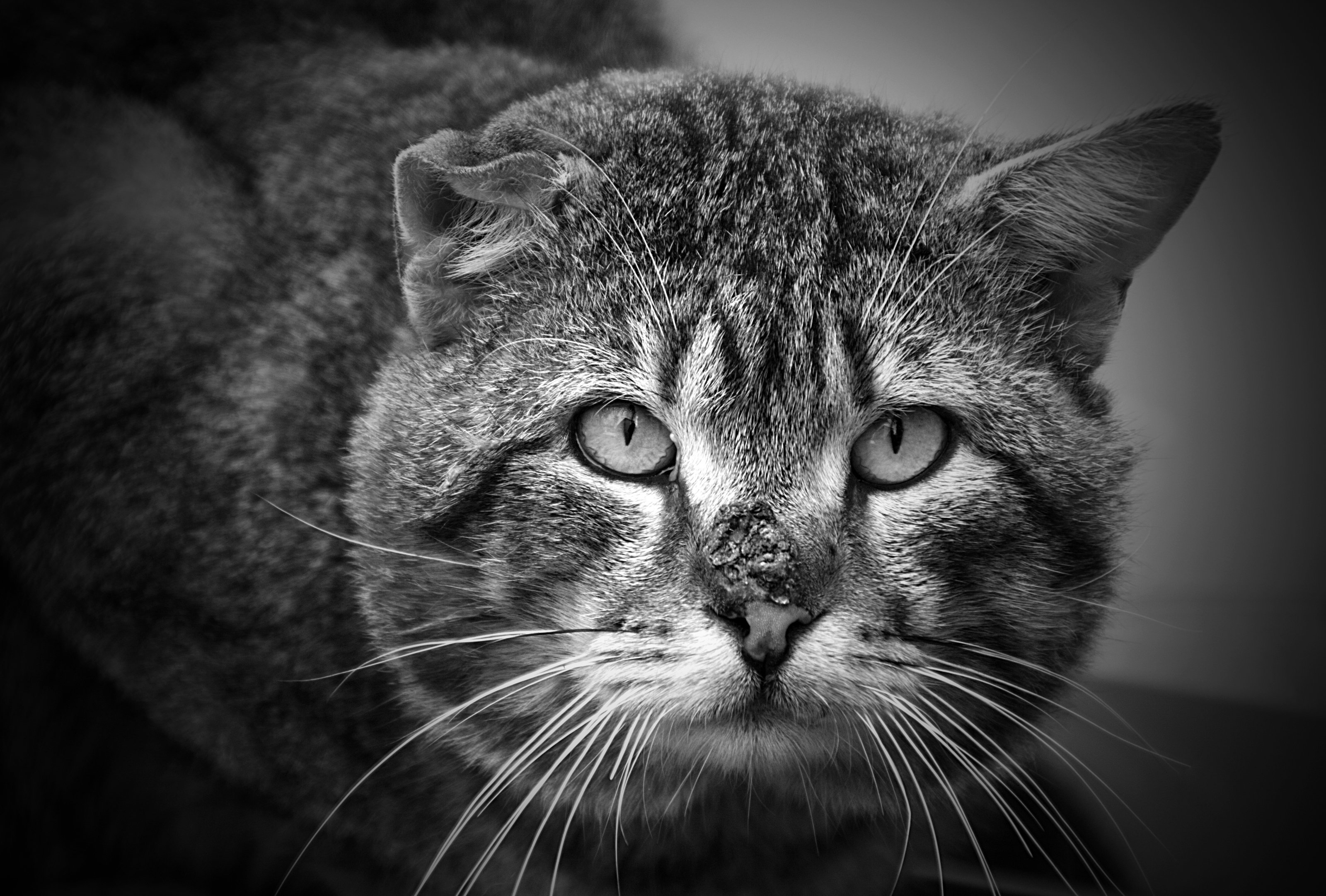коты, бездомные коты, животные, черно-белое, Ольга Алексейчик