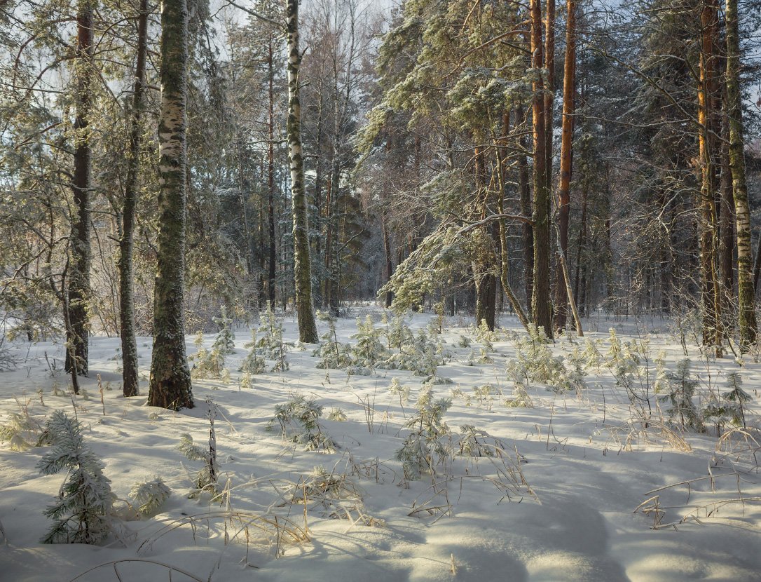 лес снег опушка февраль, Дмитрий Алексеев
