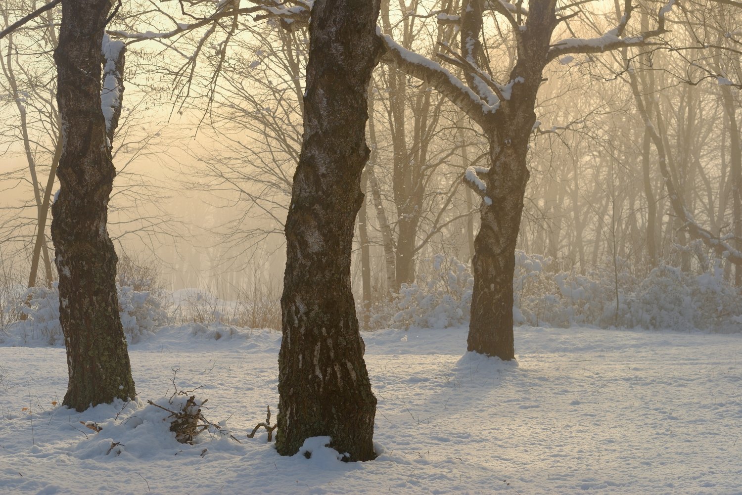 зима туман лес утро солнце, Александр Жарников